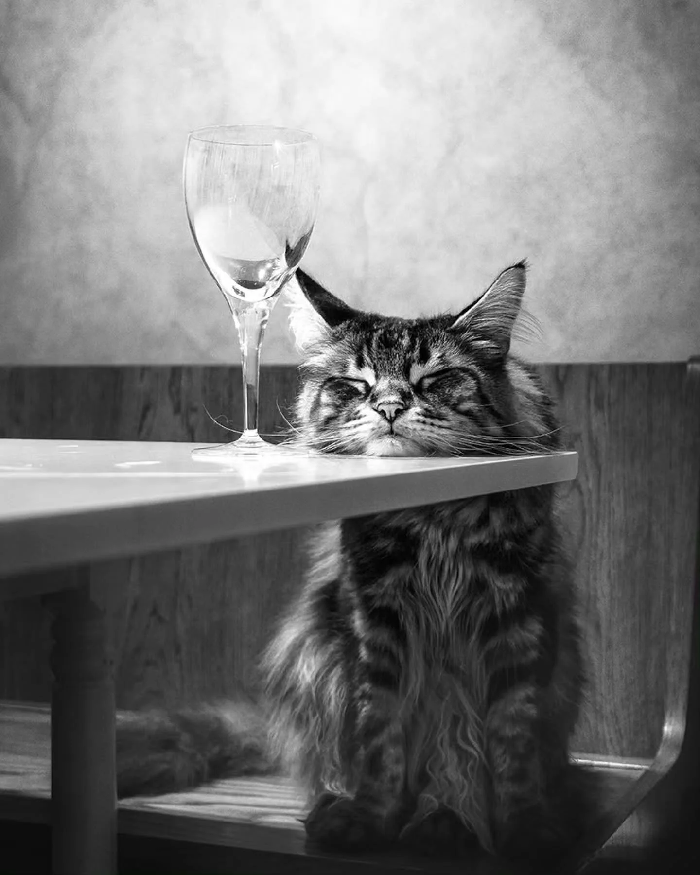 Photo by -  @imhofreto79

Your camera roll is full of them anyway 🐾😂

The weird ones.
The dramatic ones.
The what on earth are you doing? ones.
And the ones that somehow turned out ridiculously good. 

Pure Dog &amp; Cat Photography Awards is OPEN.