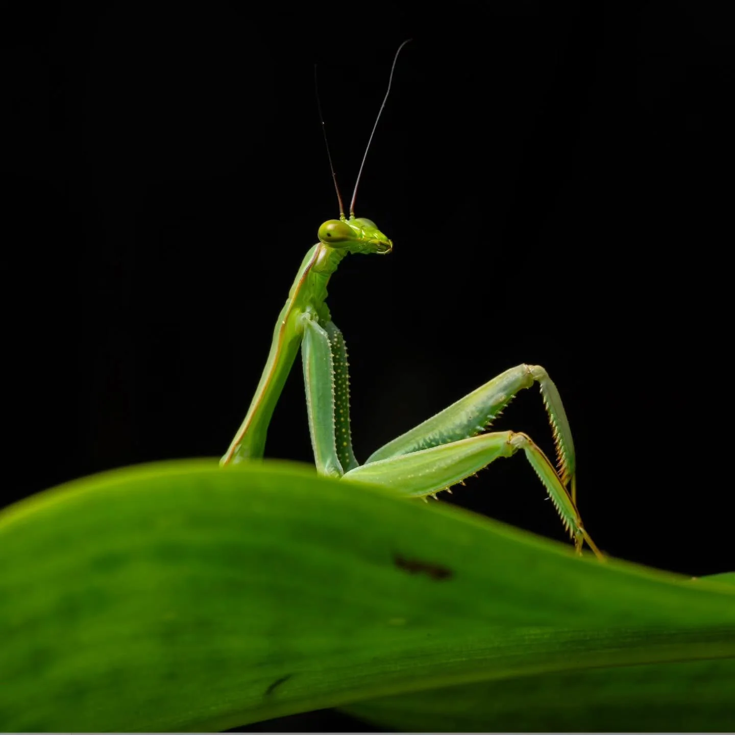 Photo by - @romerodiegoperez

Curated by @dimpy.bhalotia &amp; @kamalkumaarrao

Celebrating exceptional macro and close-up photography from around the world.

www.purephotographyawards.com

#PureMacroAndCloseUpPhotographyAwards #PurePhotographyAwards