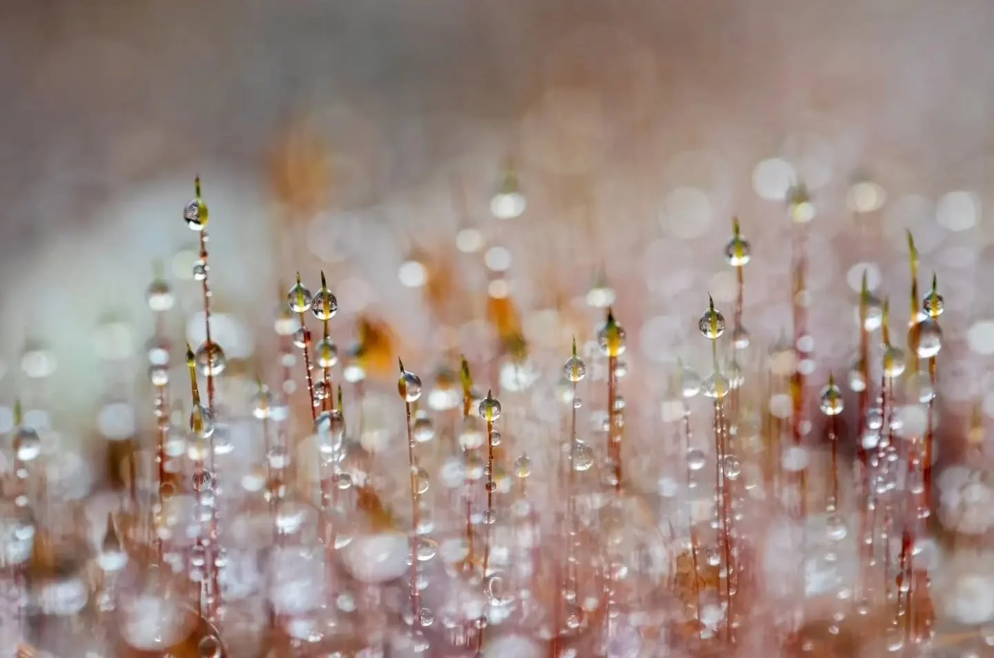 Photo by - @tarurantala

Curated by @dimpy.bhalotia &amp; @kamalkumaarrao

Celebrating exceptional macro and close-up photography from around the world.

www.purephotographyawards.com

#PureMacroAndCloseUpPhotographyAwards #PurePhotographyAwards #Pur