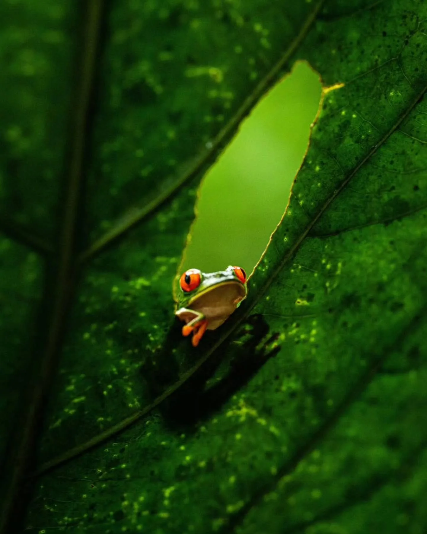 Photo by - Birgher strahl

Curated by @dimpy.bhalotia &amp; @kamalkumaarrao

Celebrating exceptional macro and close-up photography from around the world.

www.purephotographyawards.com

#PureMacroAndCloseUpPhotographyAwards #PurePhotographyAwards #P