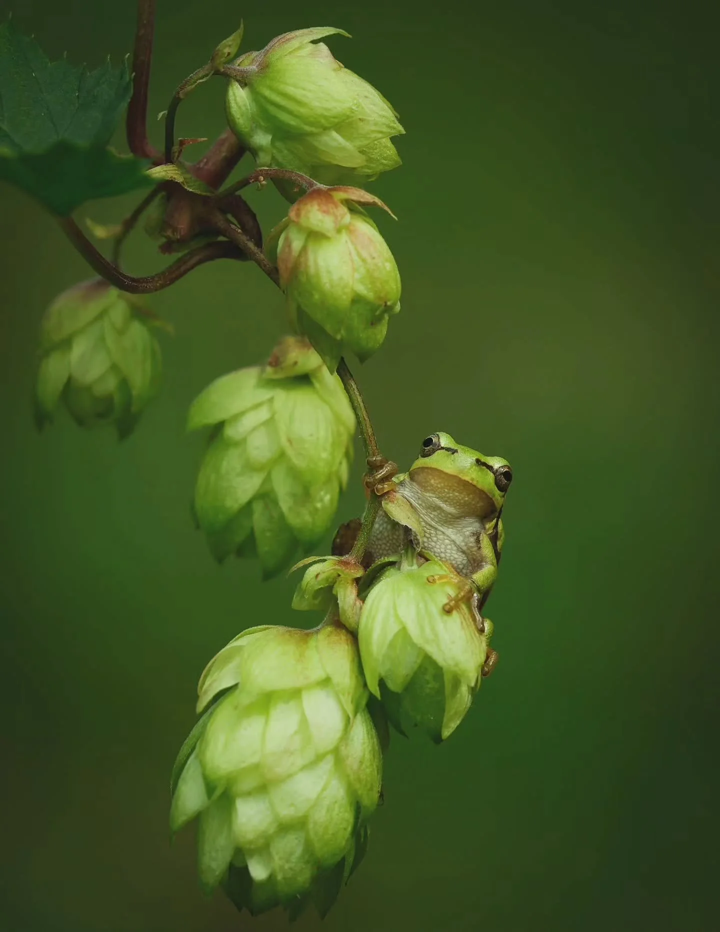 Photo by -  @mariekeverkaik

Curated by @dimpy.bhalotia &amp; @kamalkumaarrao

Celebrating exceptional macro and close-up photography from around the world.

www.purephotographyawards.com

#PureMacroAndCloseUpPhotographyAwards #PurePhotographyAwards 