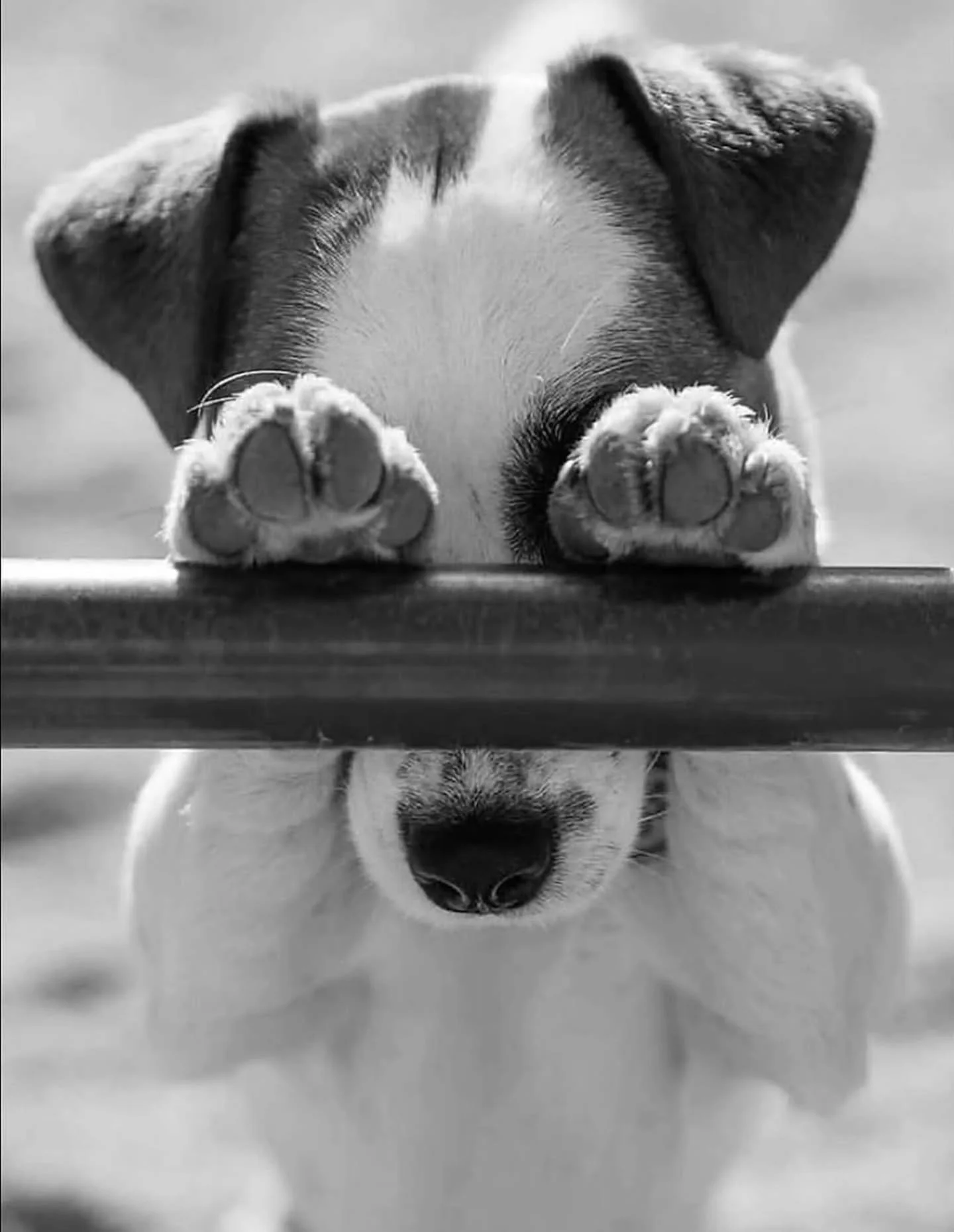Your camera roll is full of them anyway 🐾😂

The weird ones.
The dramatic ones.
The what on earth are you doing? ones.
And the ones that somehow turned out ridiculously good. 

Pure Dog &amp; Cat Photography Awards is OPEN.

🐶 Dogs. 😸 Cats. And ev