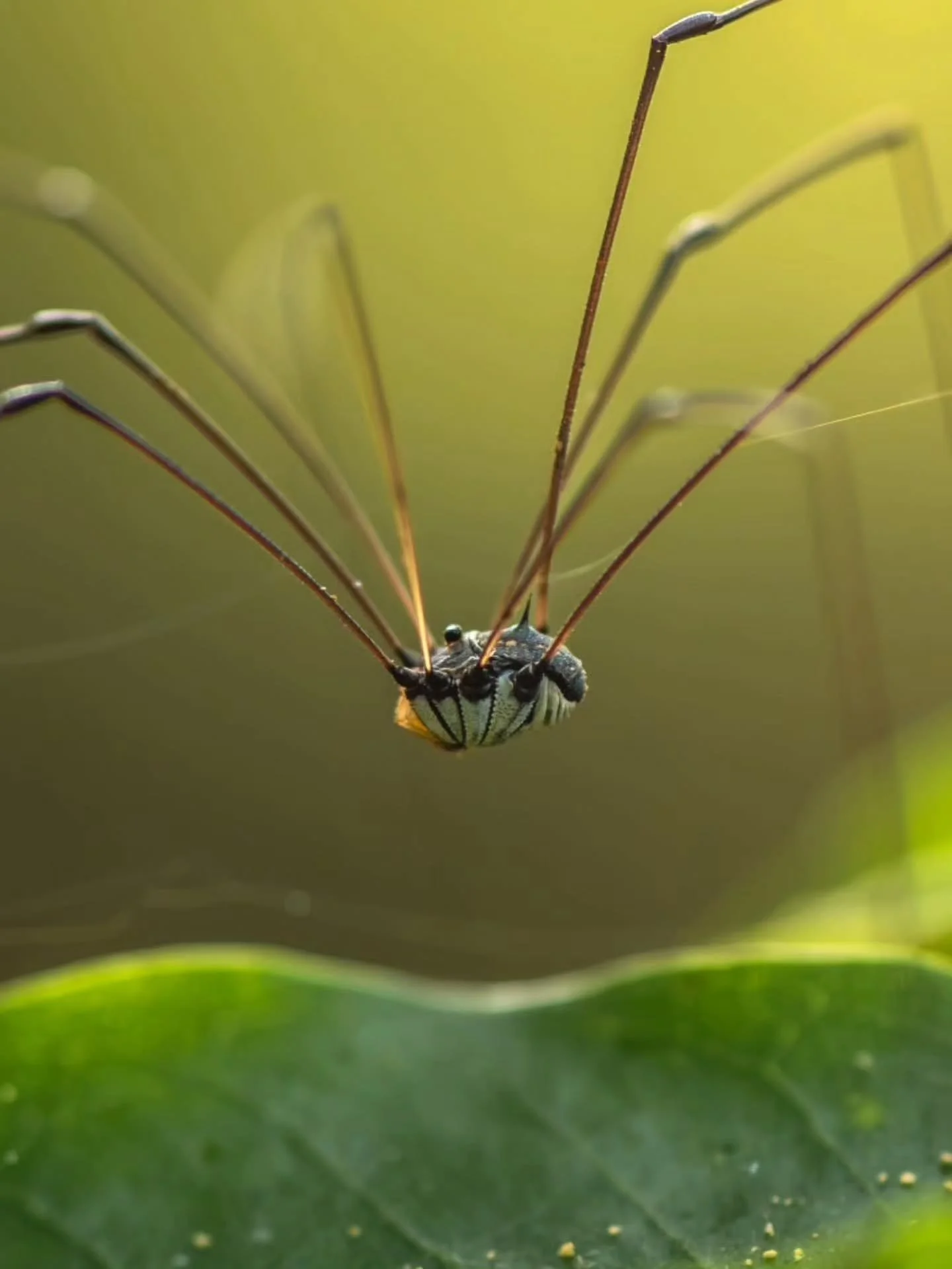 Photo by -  @utkarsh.patil_

Curated by @dimpy.bhalotia &amp; @kamalkumaarrao

Celebrating exceptional macro and close-up photography from around the world.

www.purephotographyawards.com

#PureMacroAndCloseUpPhotographyAwards #PurePhotographyAwards 