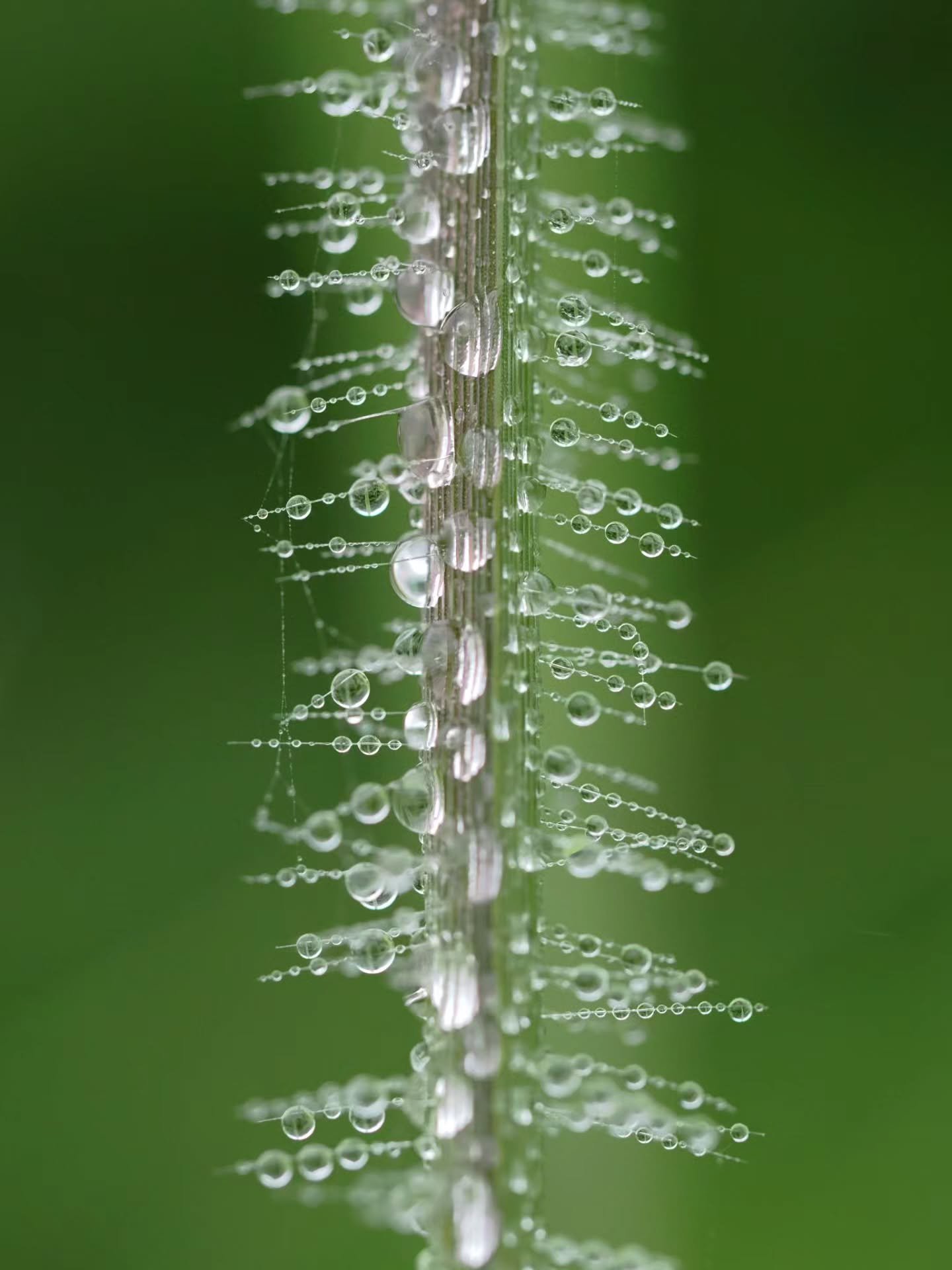 Photo by -  @konishigori

Curated by @dimpy.bhalotia &amp; @kamalkumaarrao

Celebrating exceptional macro and close-up photography from around the world.

www.purephotographyawards.com

#PureMacroAndCloseUpPhotographyAwards #PurePhotographyAwards #Pu