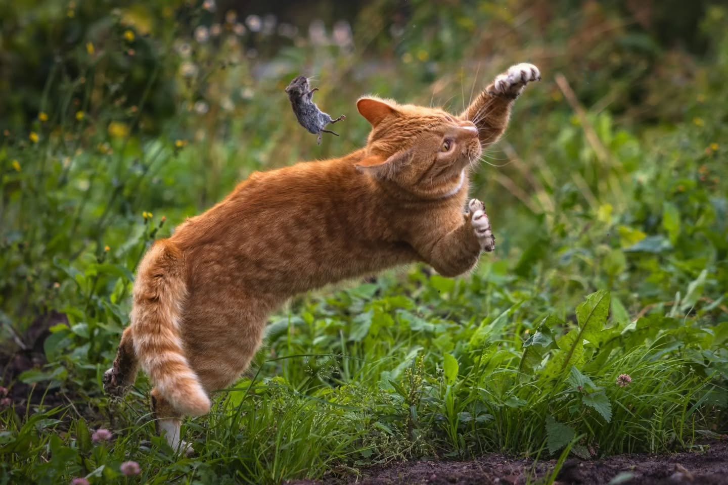 Photo by -  @anmirsmol

Curated by @dimpy.bhalotia &amp; @kamalkumaarrao

Celebrating exceptional dog and cat photography from around the world.

www.purephotographyawards.com

#PureDogAndCatPhotographyAwards #PurePhotographyAwards #PureDogAndCatPhot