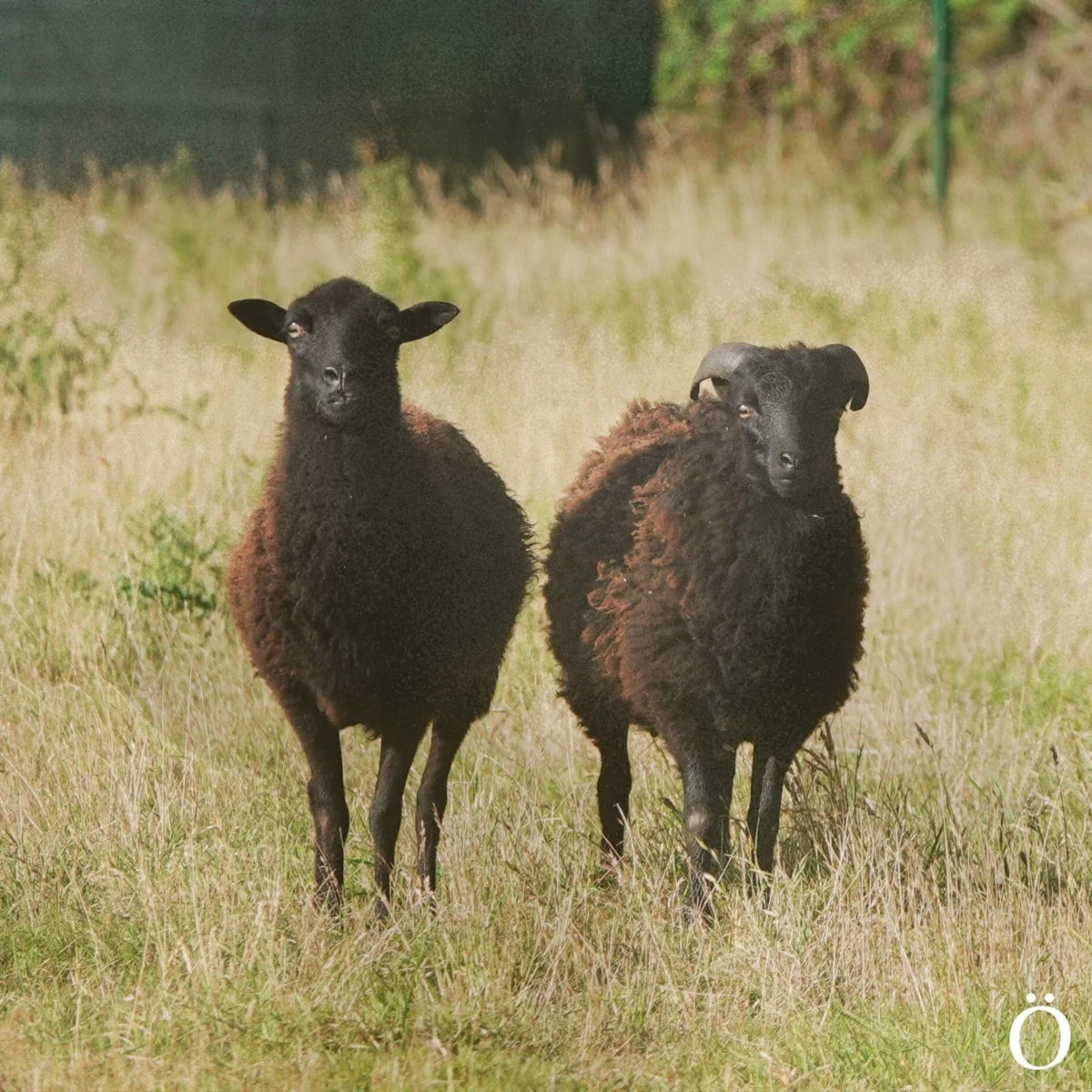 Out Now: “Les Moutons Noirs” by Pierre-Antoine Savoyat &amp; Simon Groppe