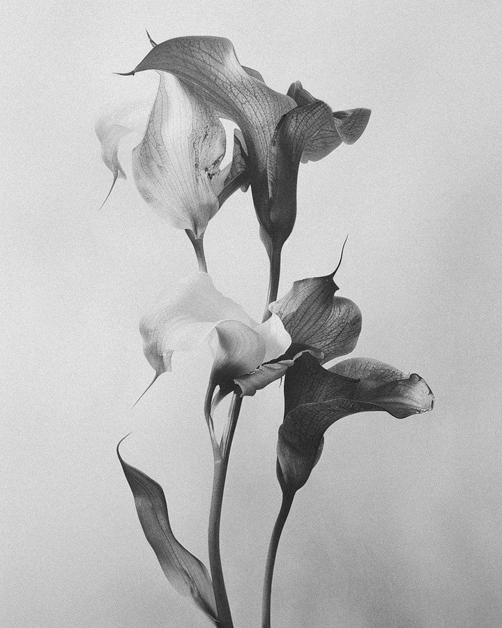 Black and white photograph of a group of calla lilies with elongated stems and trumpet-shaped flowers.