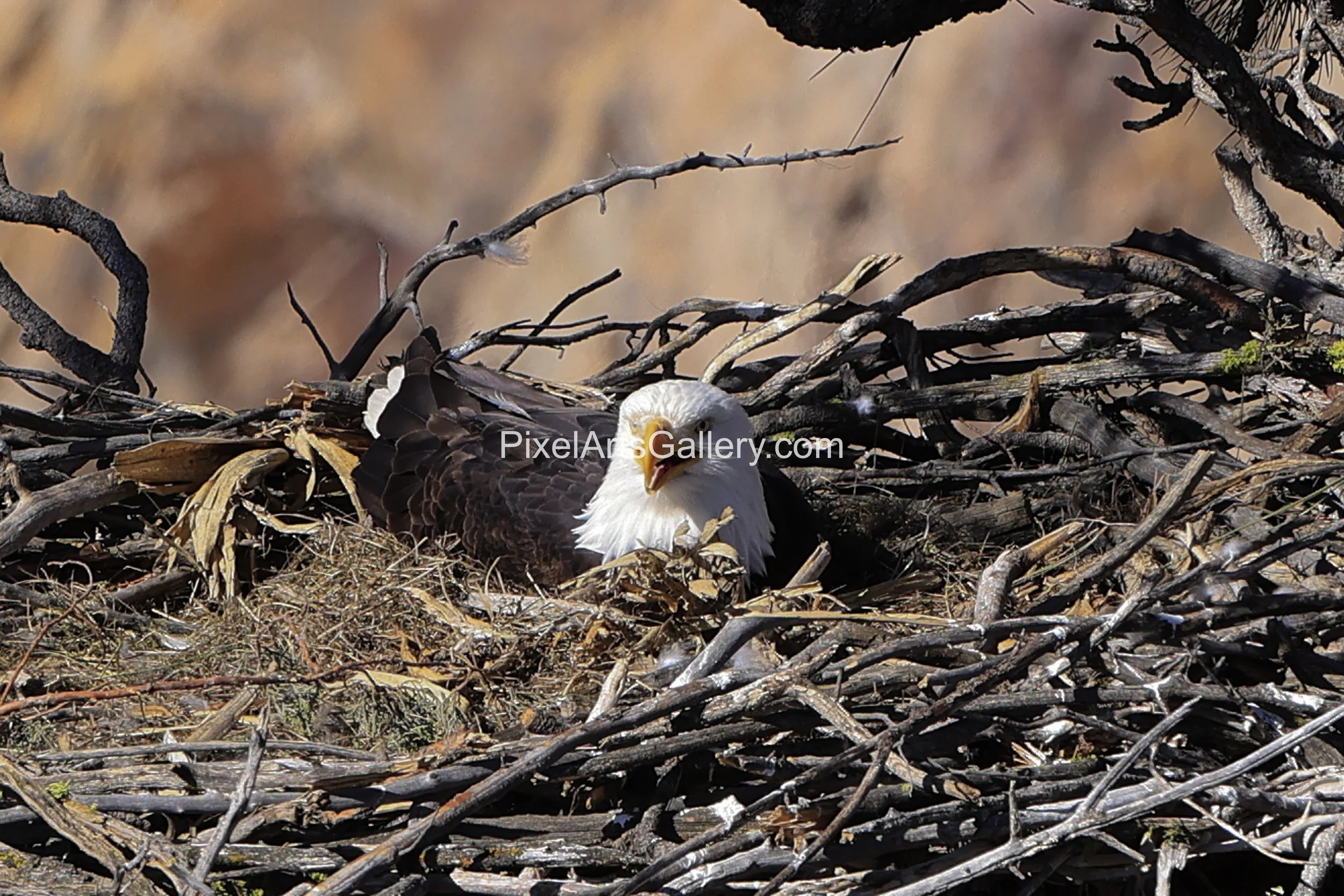 The Eggs are laid, waiting begins - 35 Days