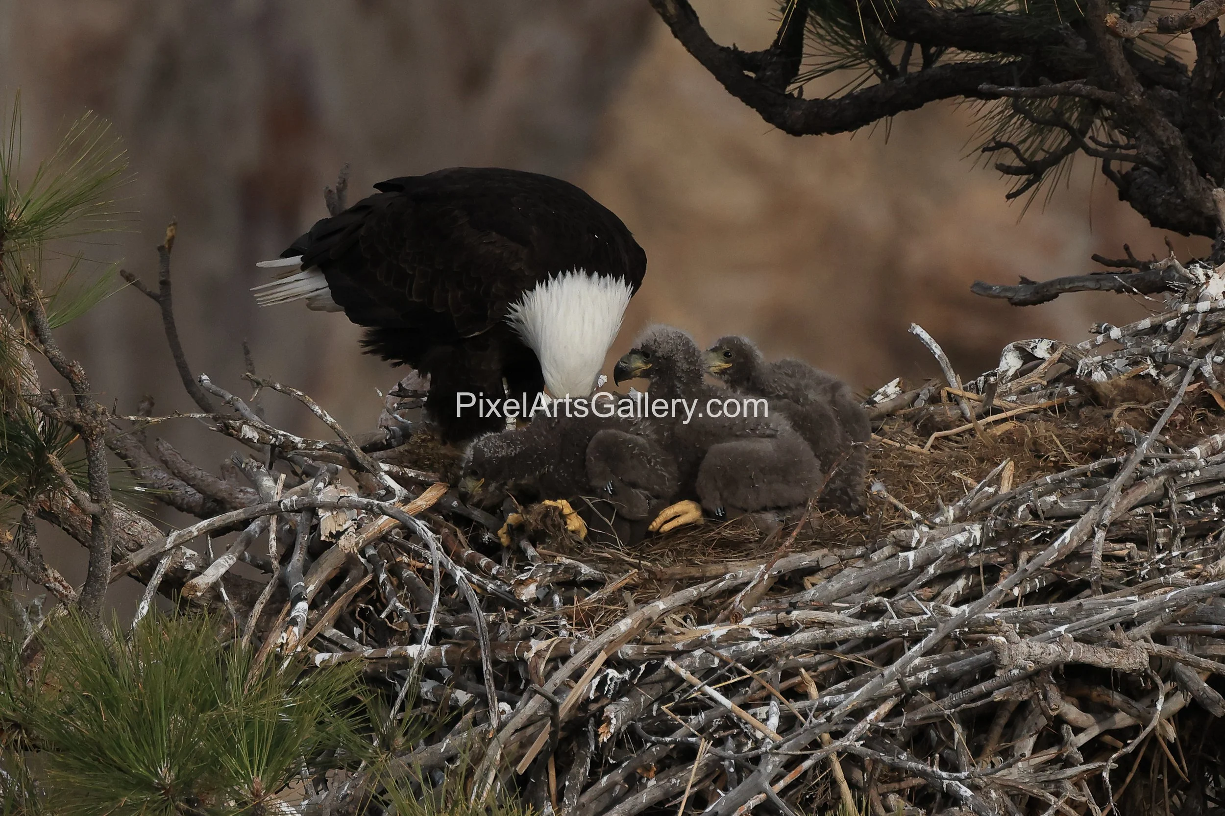 Growing eaglets fluffy gray - April 17th