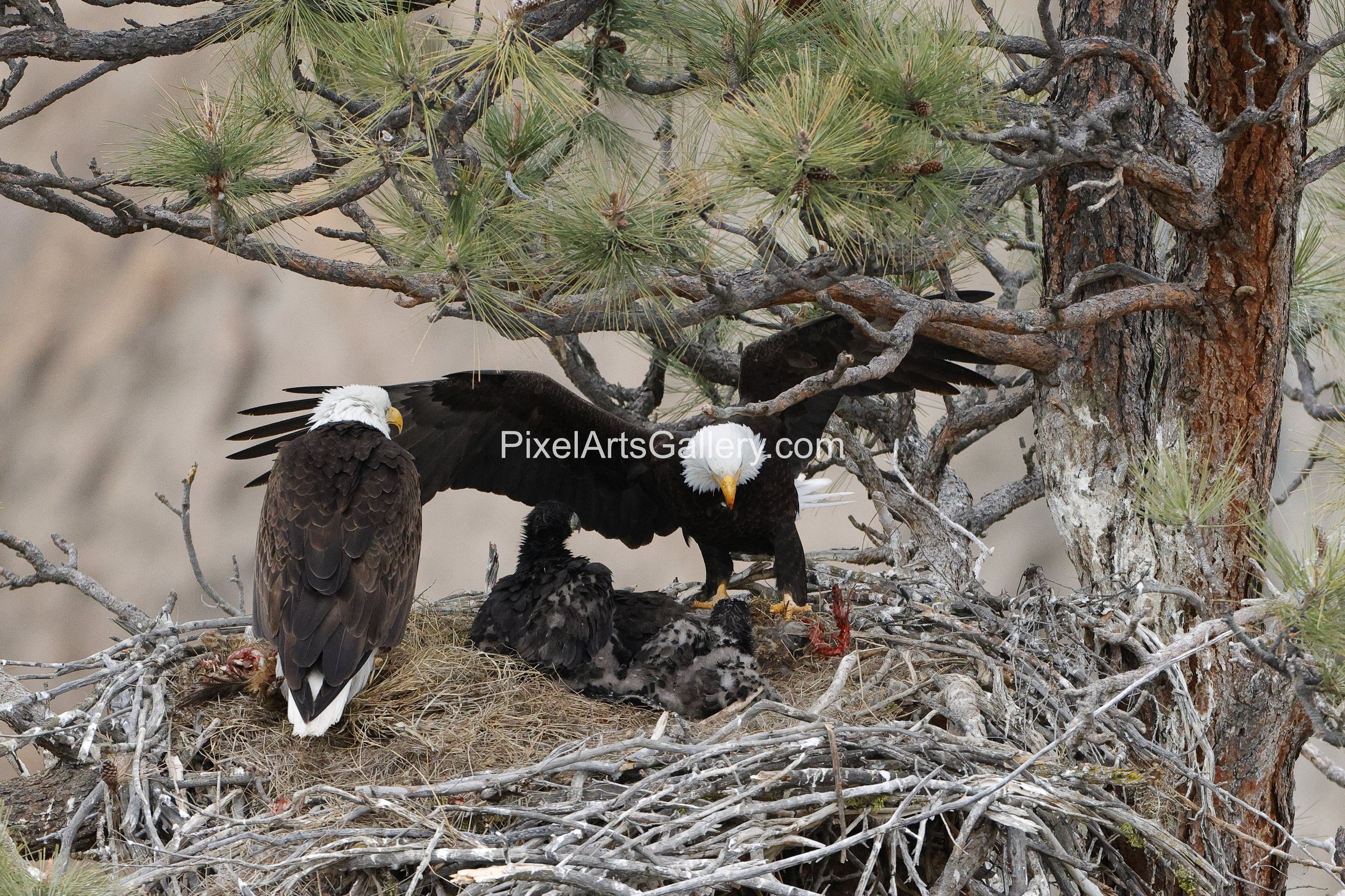 Adults take turns sitting at the nest - May 5th