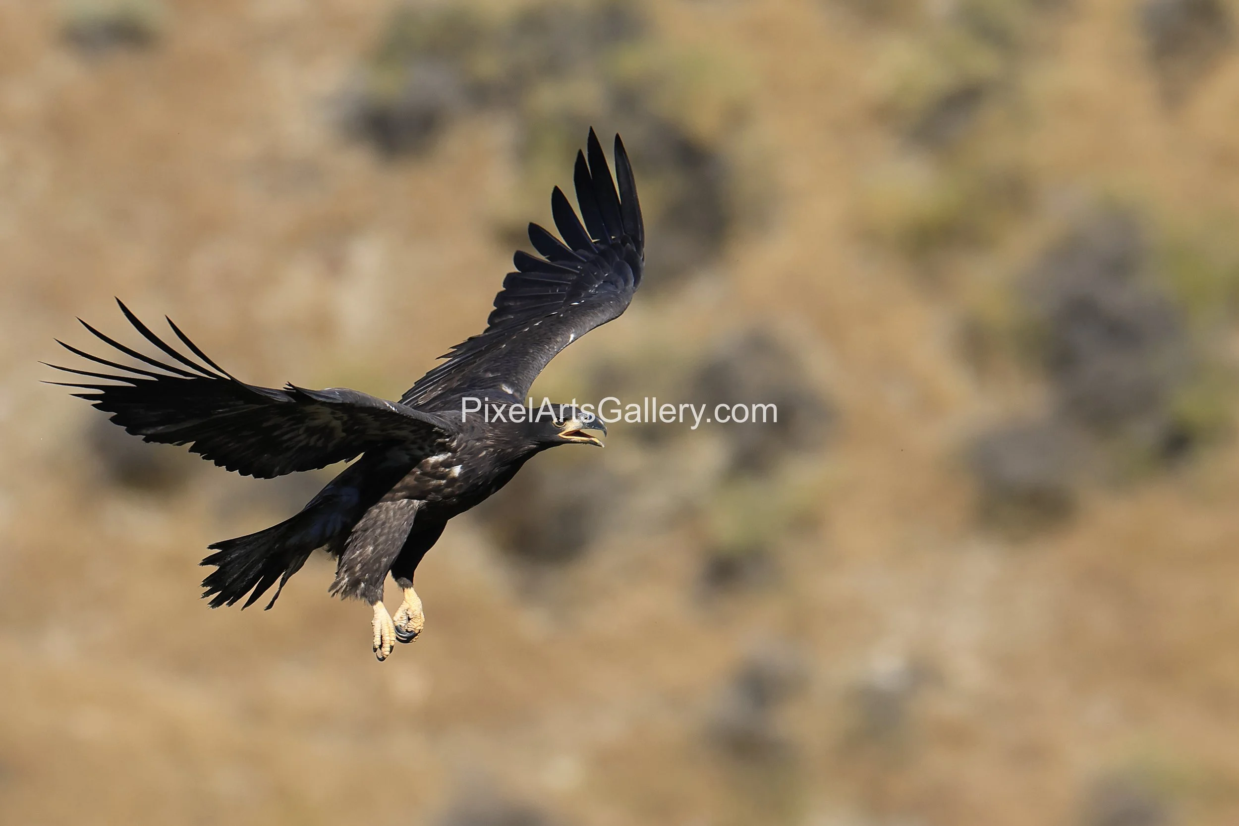 First flight - June 16th