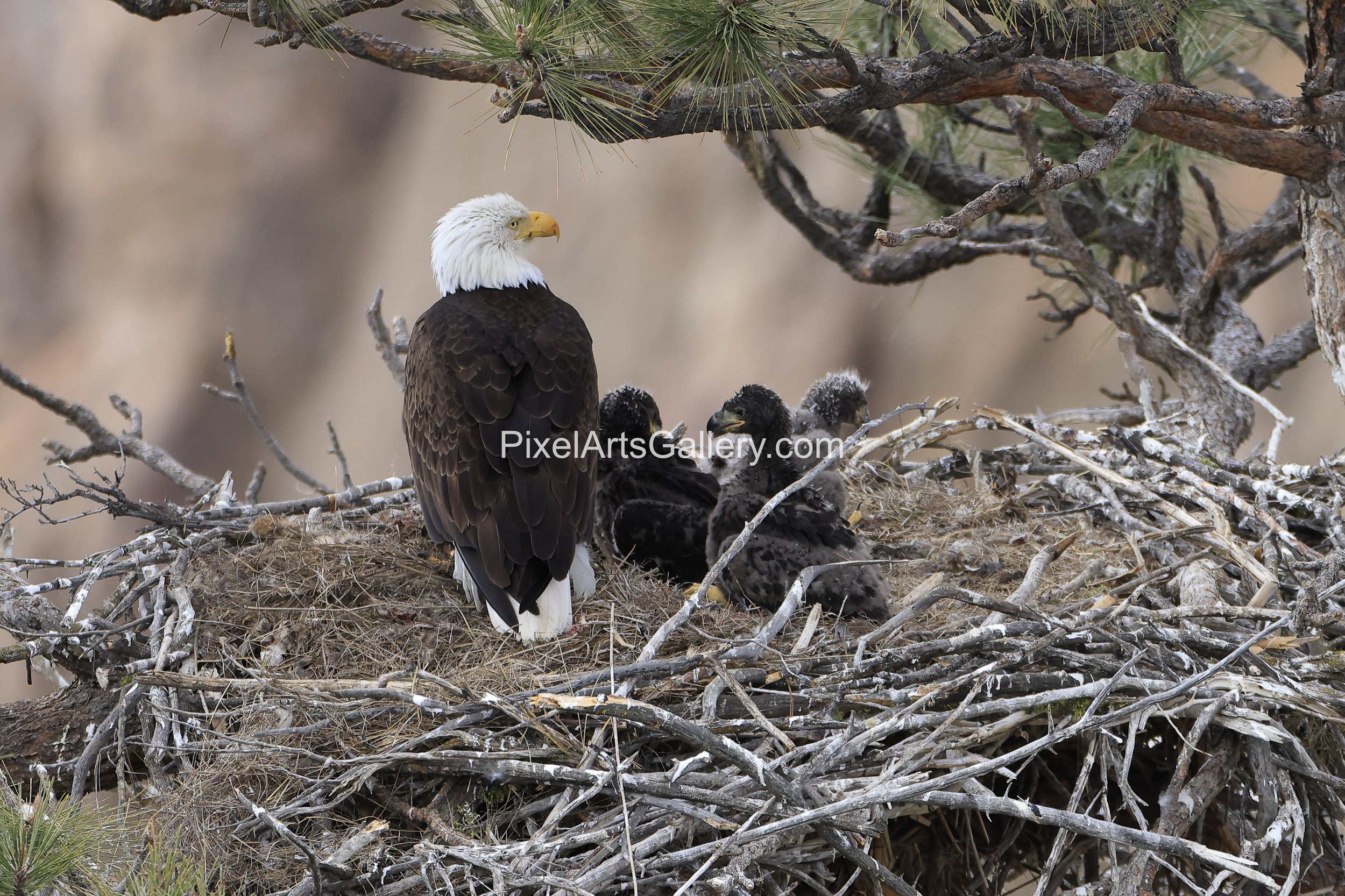 Starting to look like their parents but Eaglets won't grow their white head and tail plumage until they reach 5 years old