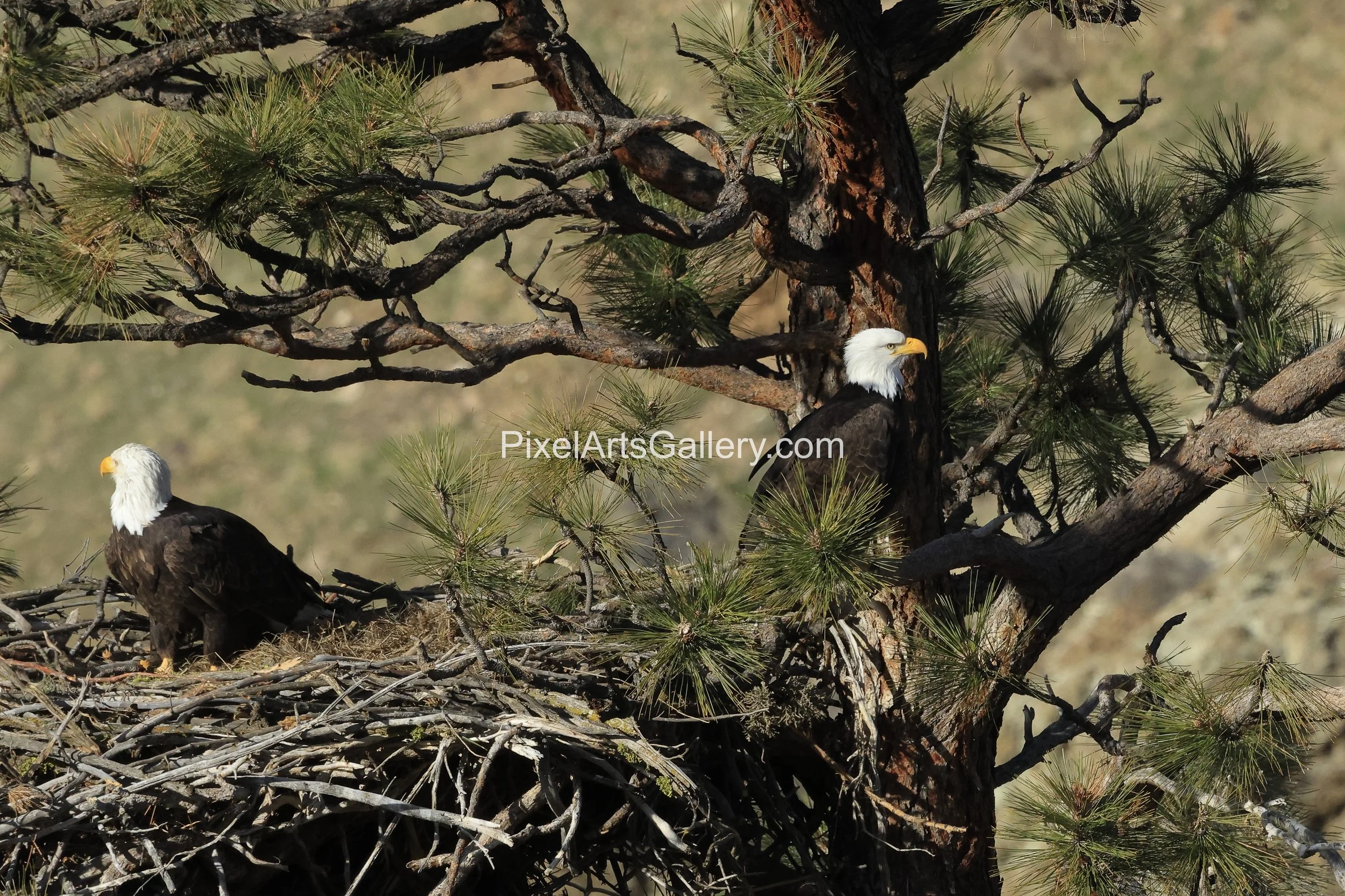 Early winter reunion