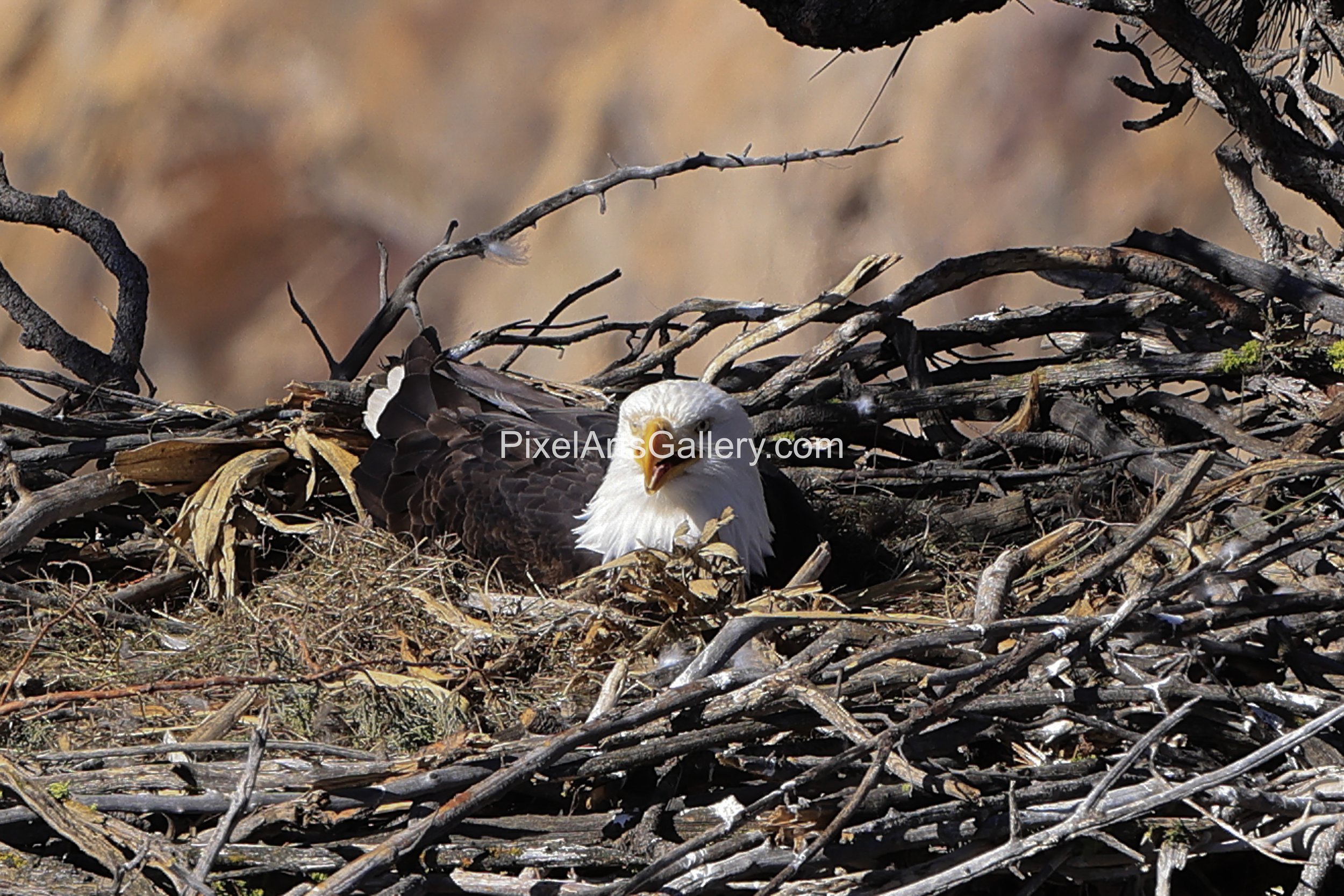 The Eggs are laid and waiting begins