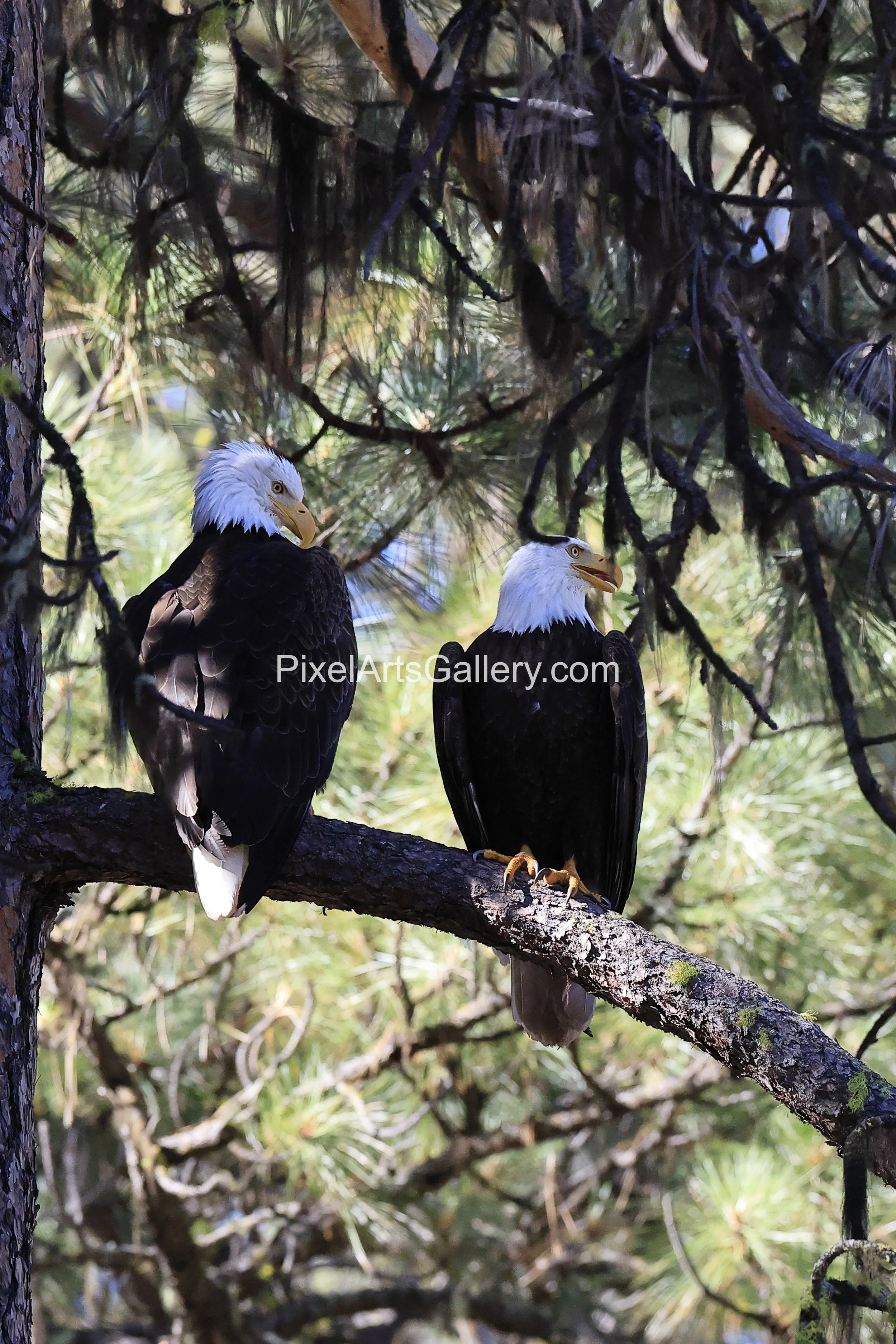 Empty nesters, eaglets have flown off, only the parents for a couple weeks until they depart for the summer