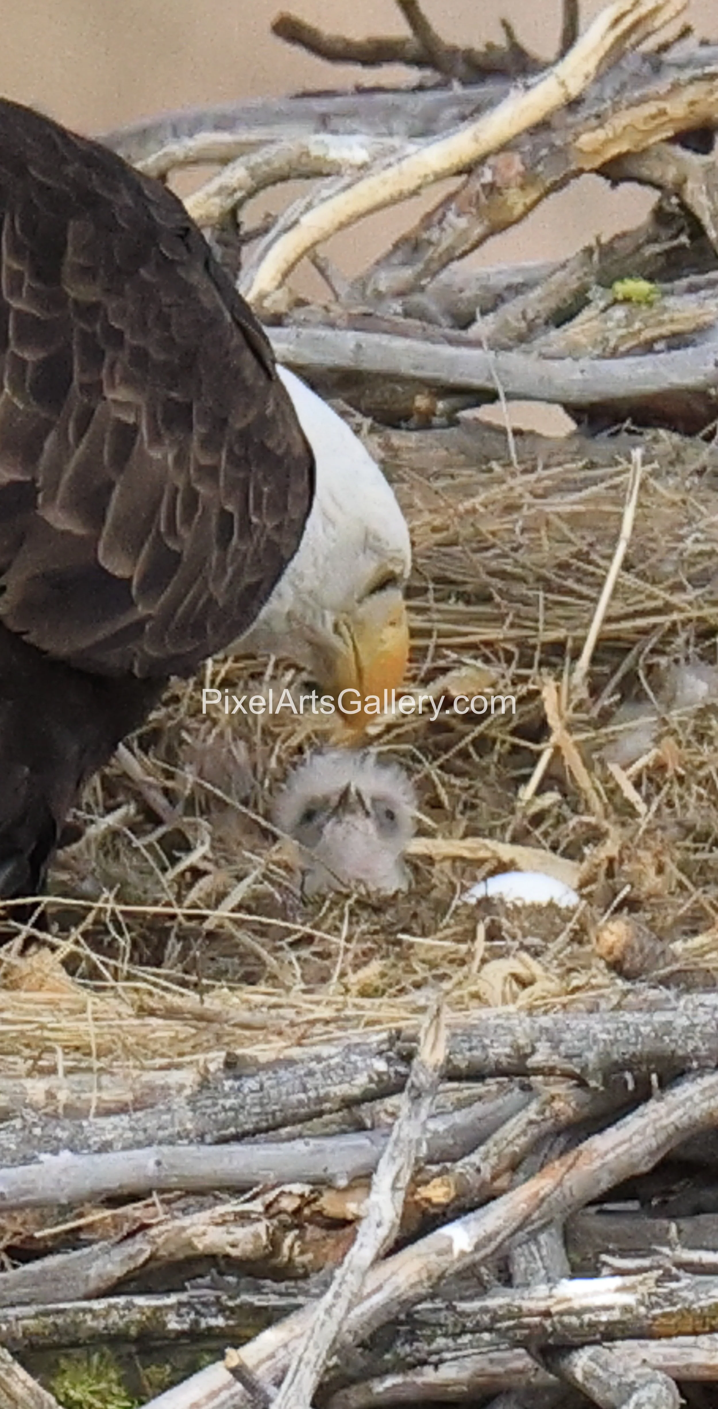 The first eaglet hatches