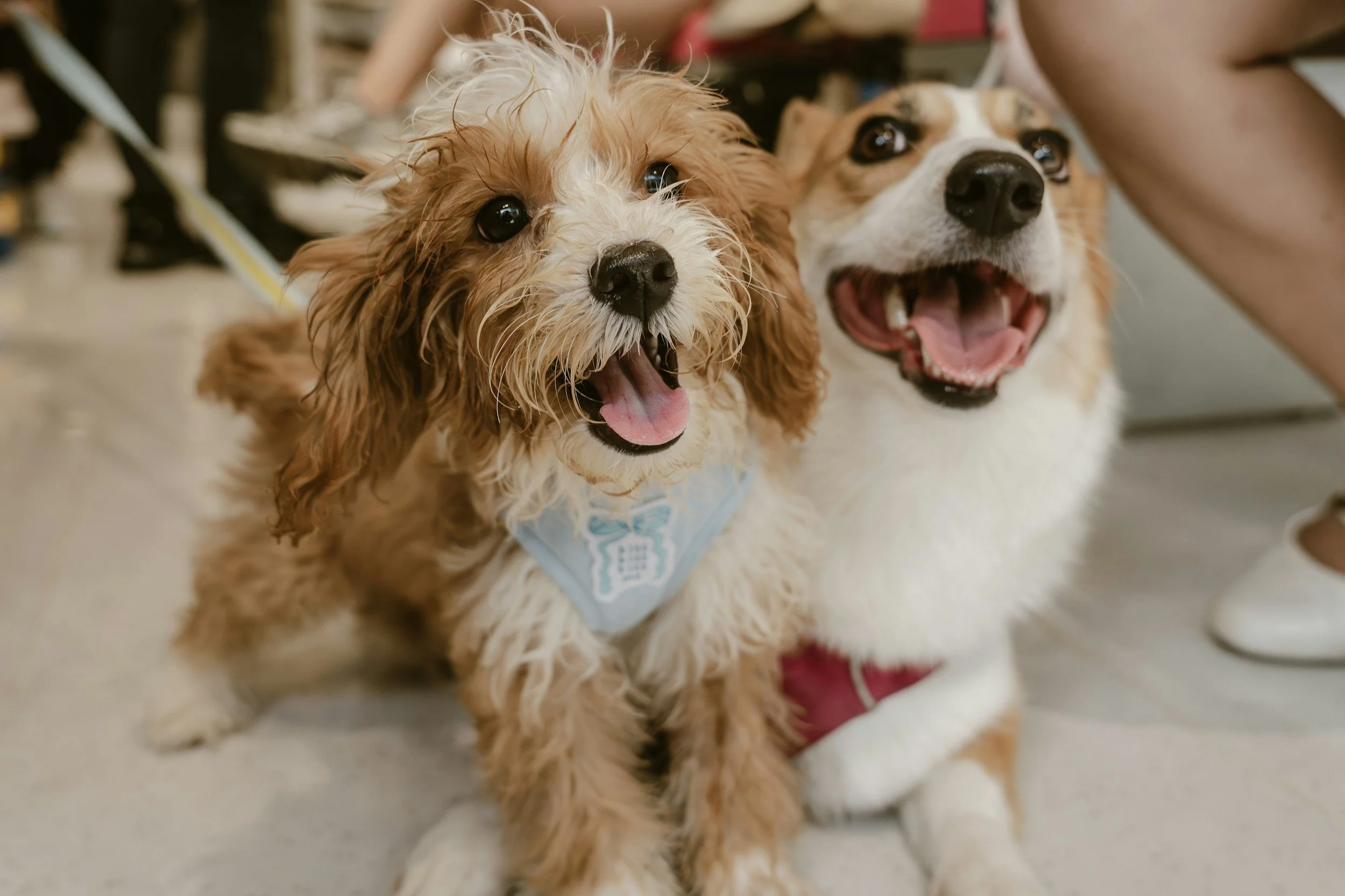 Two happy dogs, one with curly light brown and white fur and the other with white and tan fur, both looking at the camera with open mouths and visible teeth.