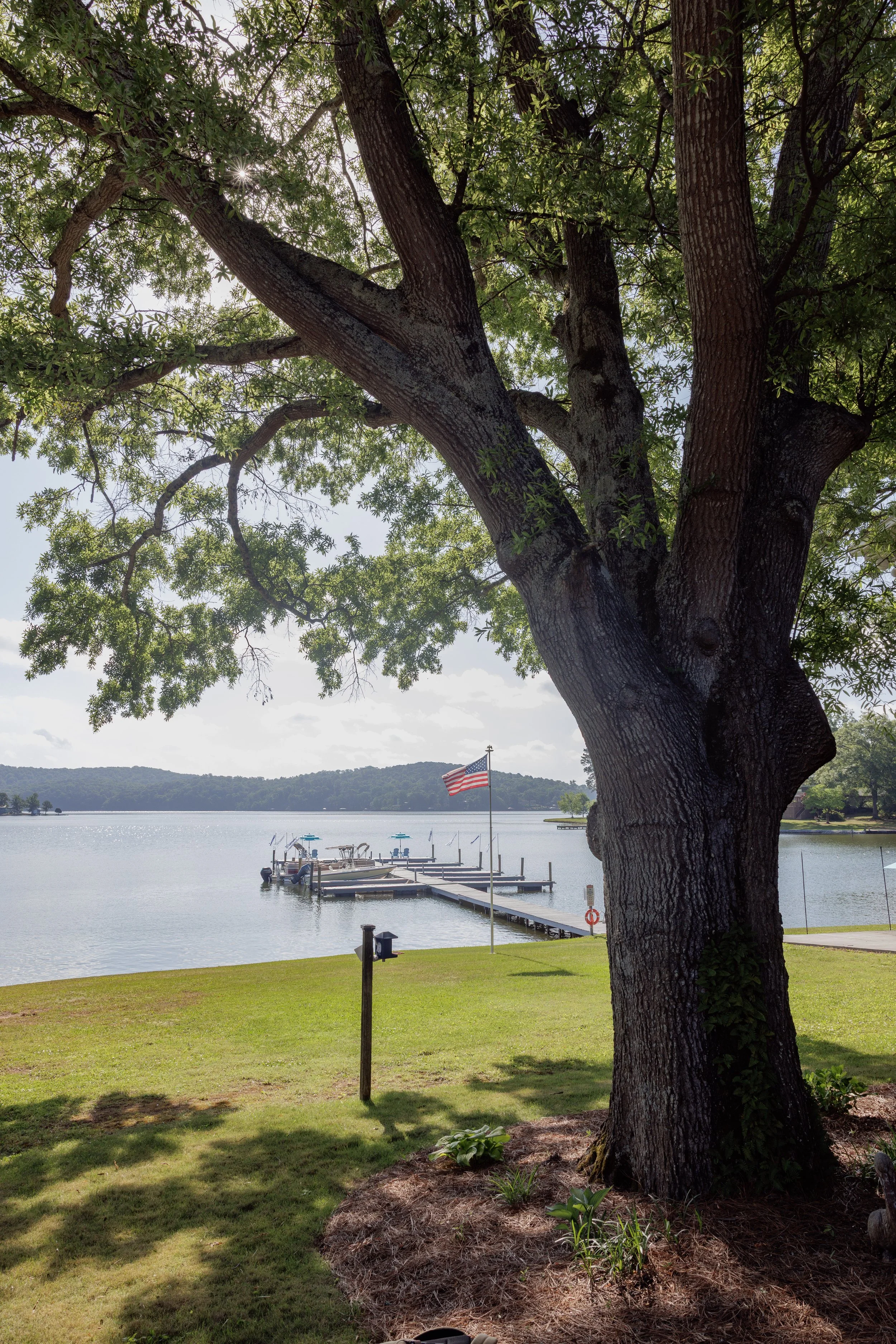 A large tree with a thick trunk and lush green leaves near a calm lake. In the background, there are several boats docked at a pier, with an American flag waving in the breeze.