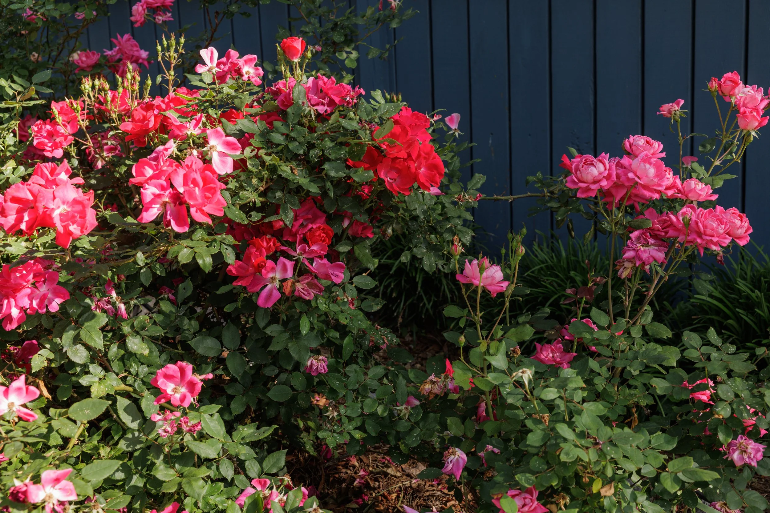 A garden bed filled with pink and red roses in bloom, with a dark blue fence in the background.