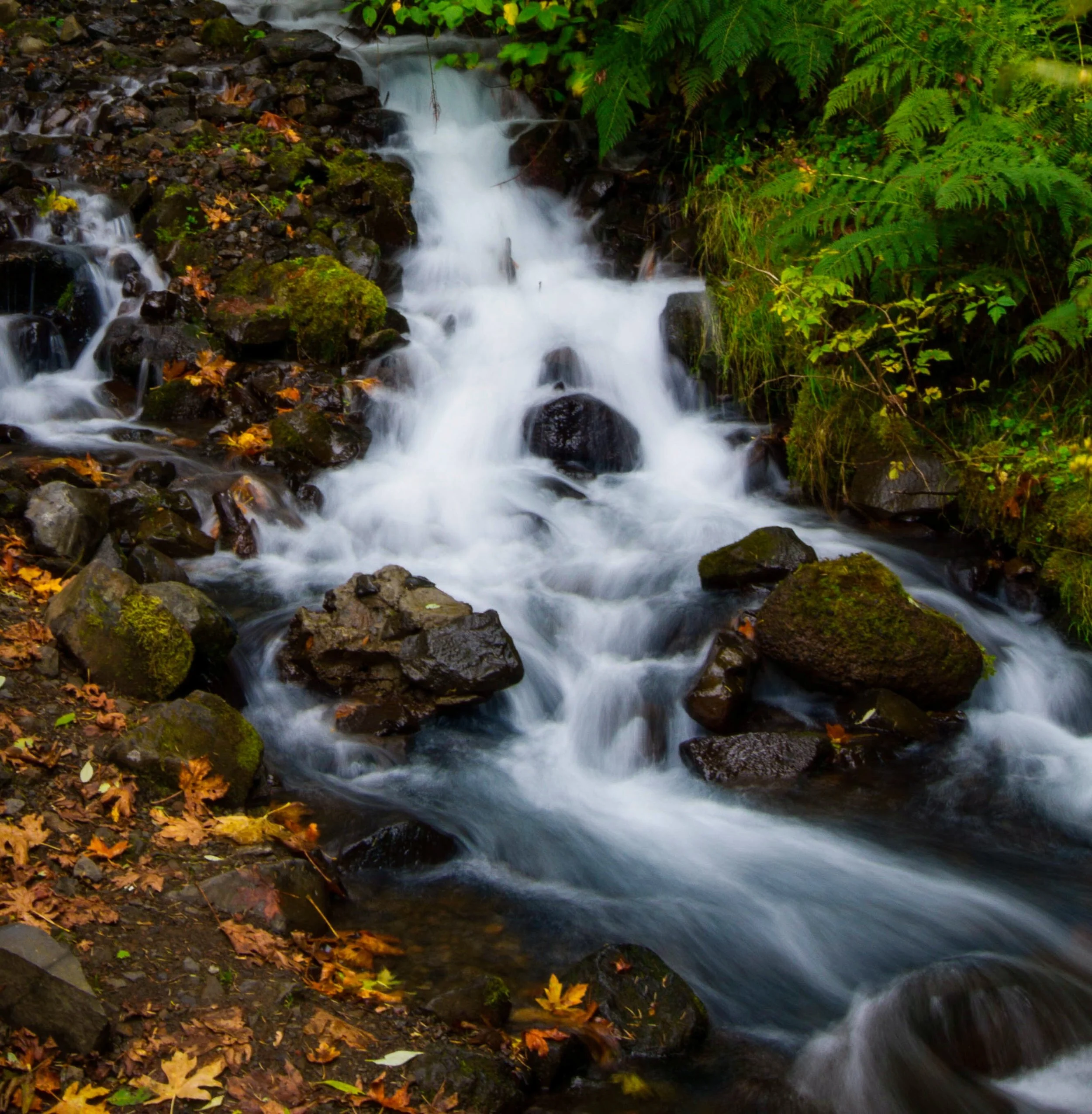 Misty Waters