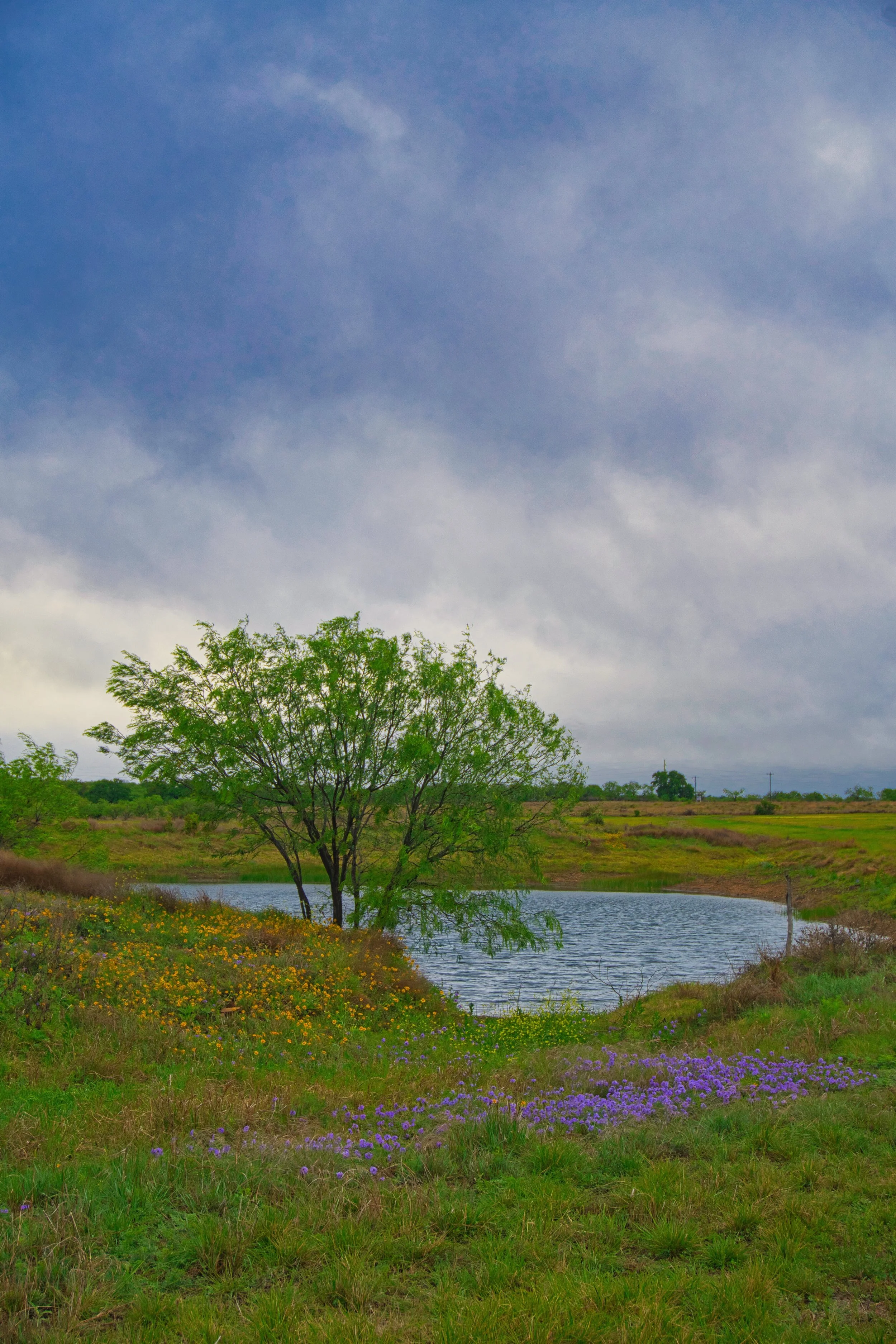 The Pond
