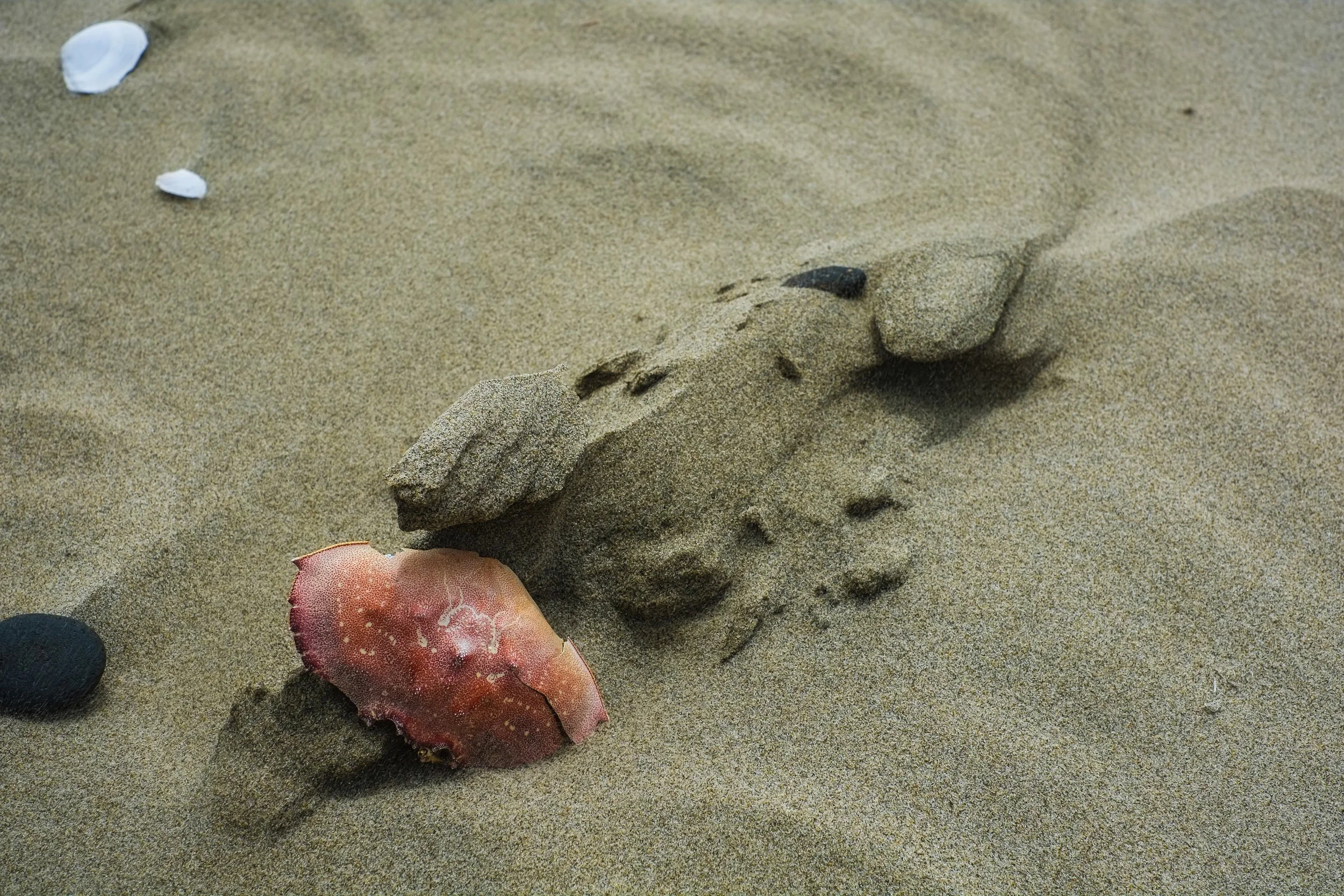Crabshell_On_The_Beach.jpeg