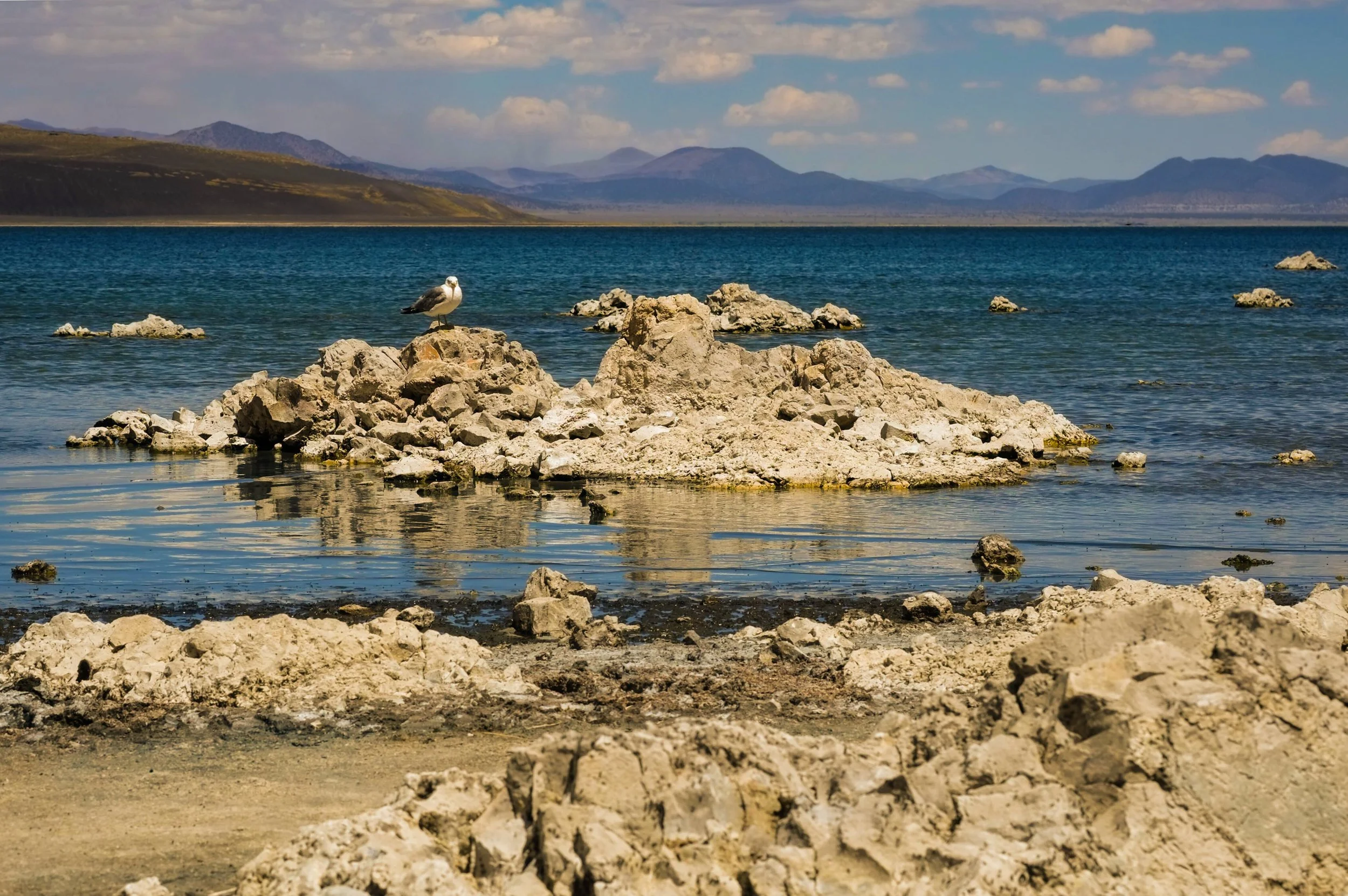 Mono Lake Wildlife
