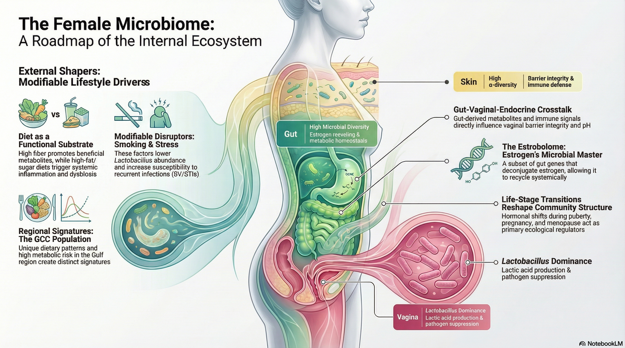 Your Microbiome Has a Hormone Problem (And It Goes Both Ways)