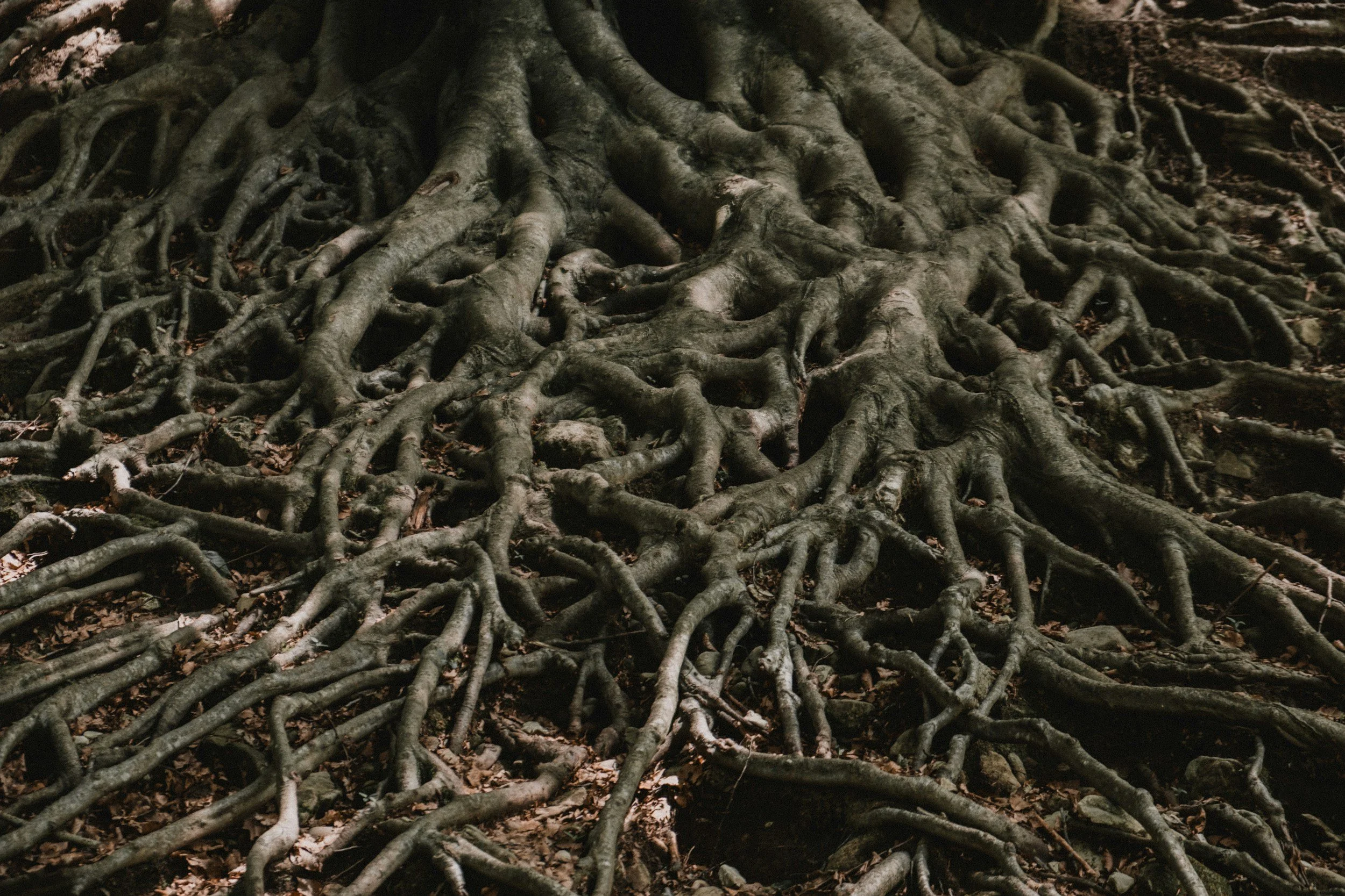 Tree Roots