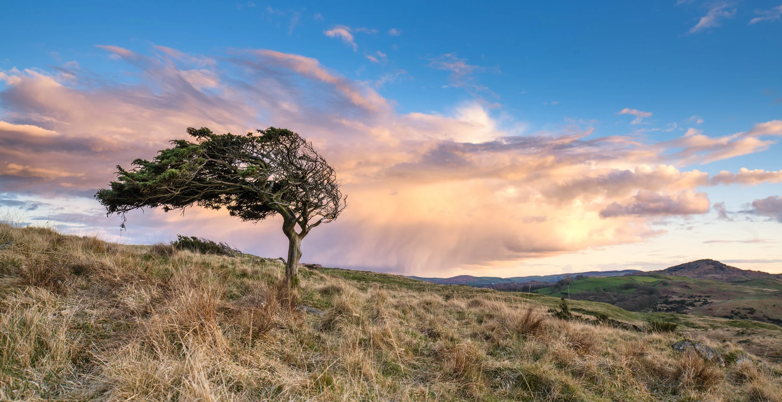 Tree in field
