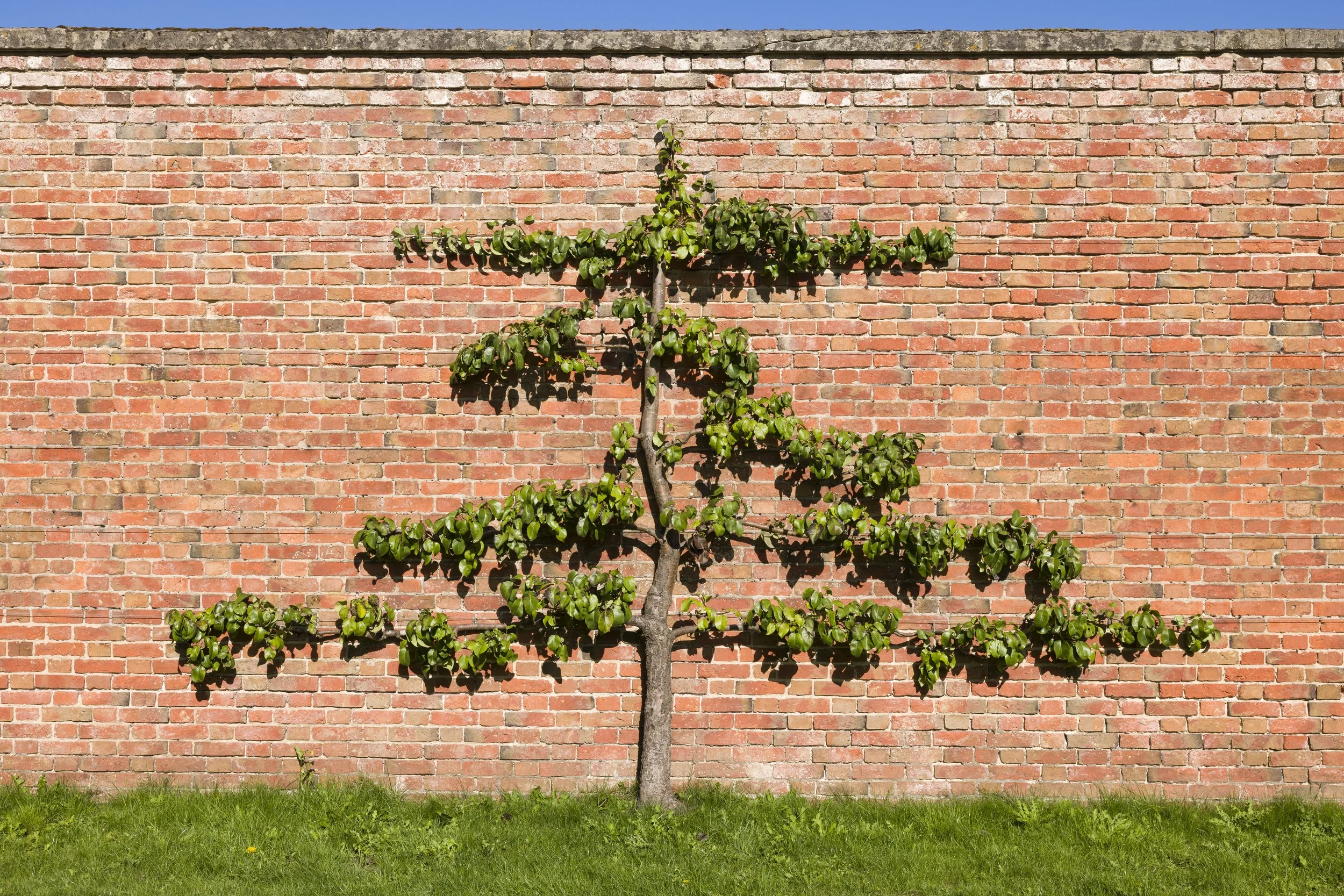 Tree against brick wall