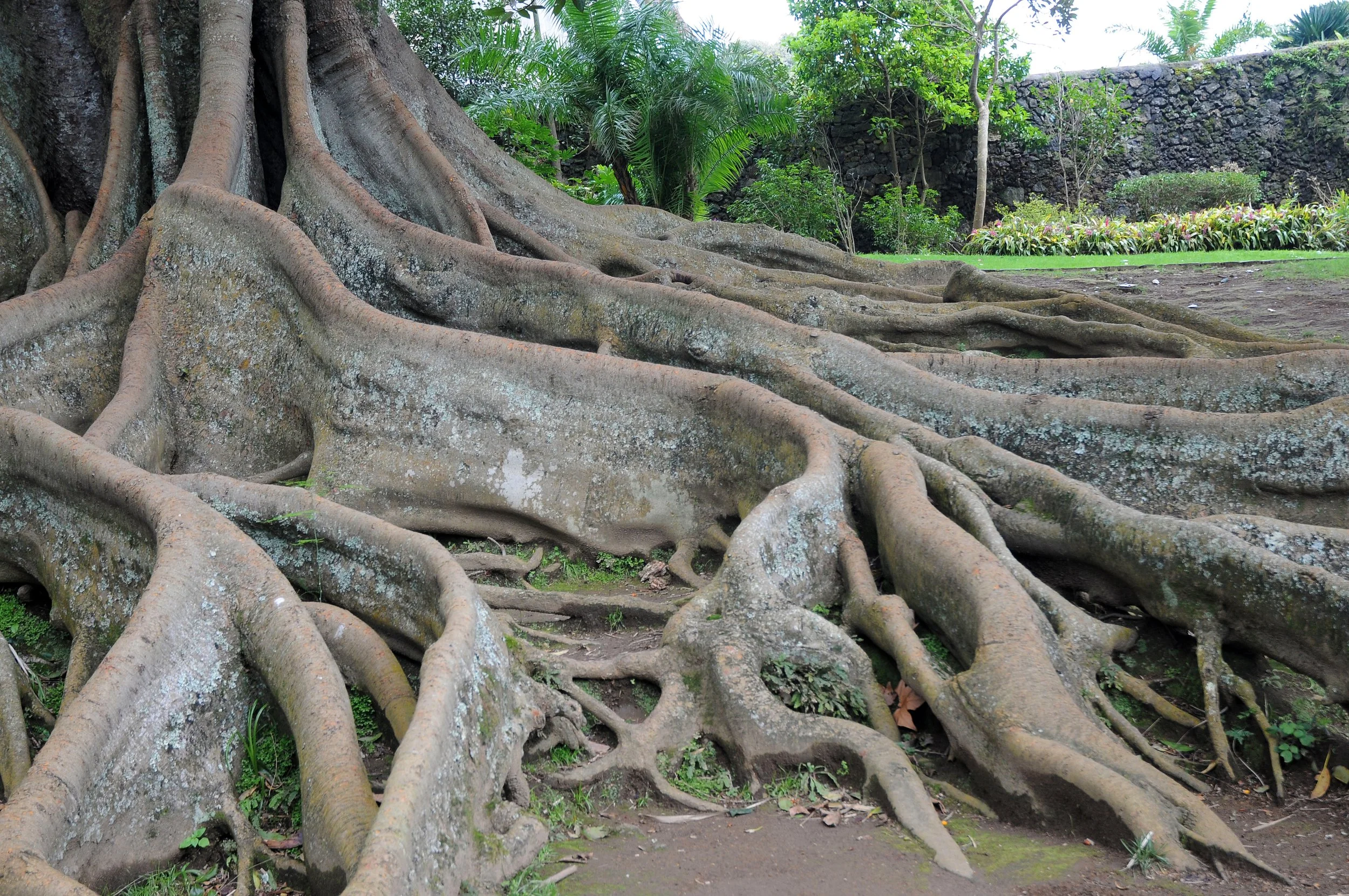 Large tree with extensive roots spreading across the ground in a lush park setting with greenery and a stone wall in the background.