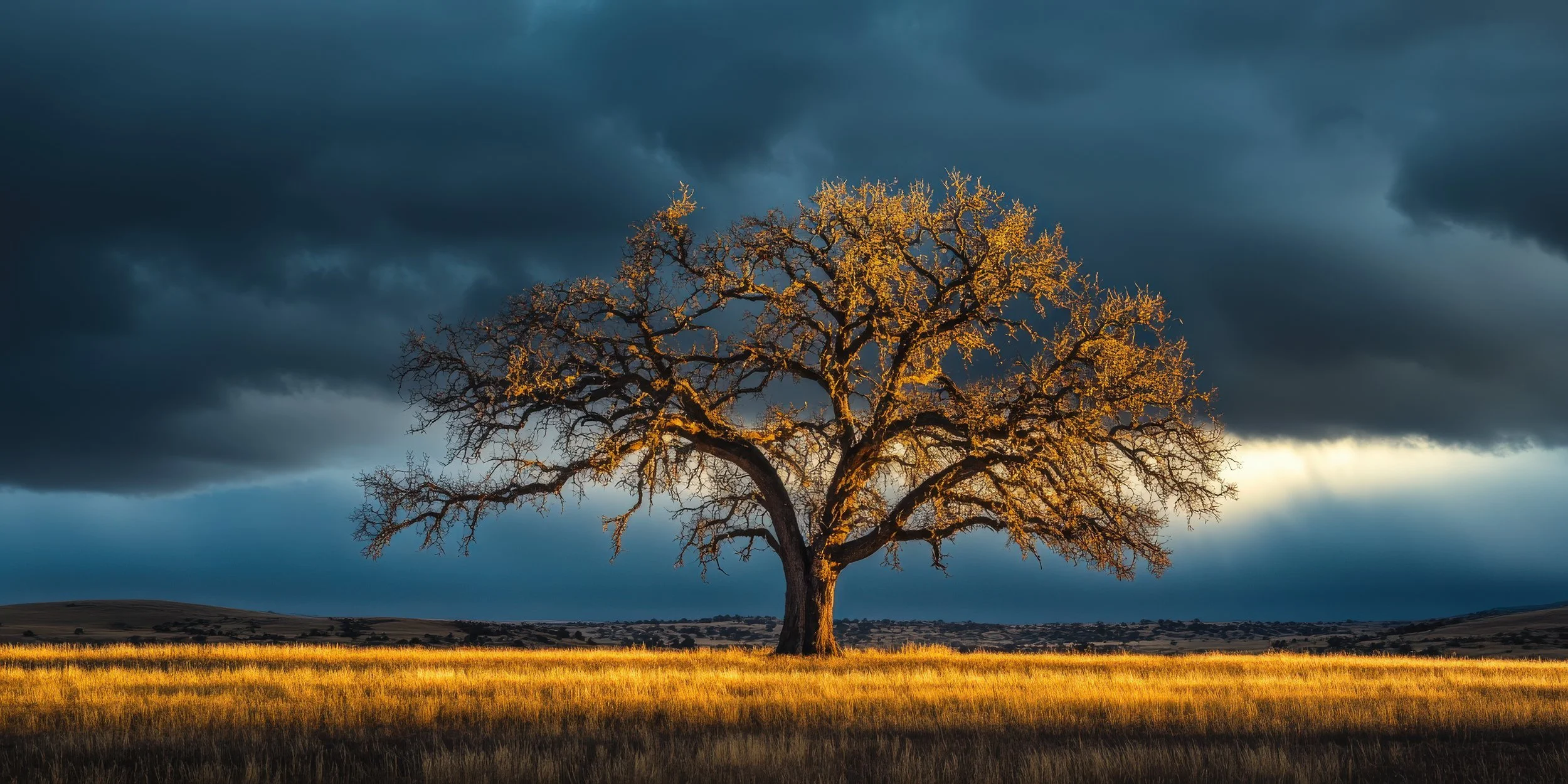 oak-tree-standing-alone-in-a-golden-field-under-dramatic