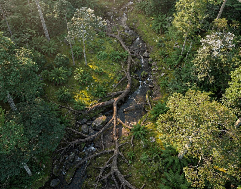 Aerial view of a rainforest stream with fallen trees and lush green trees and plants surrounding it.