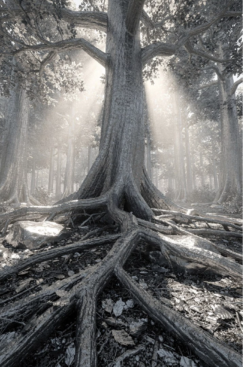 A large tree with exposed roots in a misty forest, sunlight streaming through the branches.