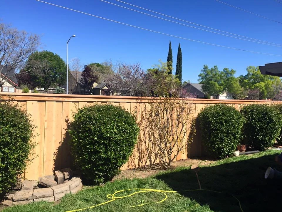 A backyard with a wooden fence, trimmed bushes, a small tree, and a clear blue sky.