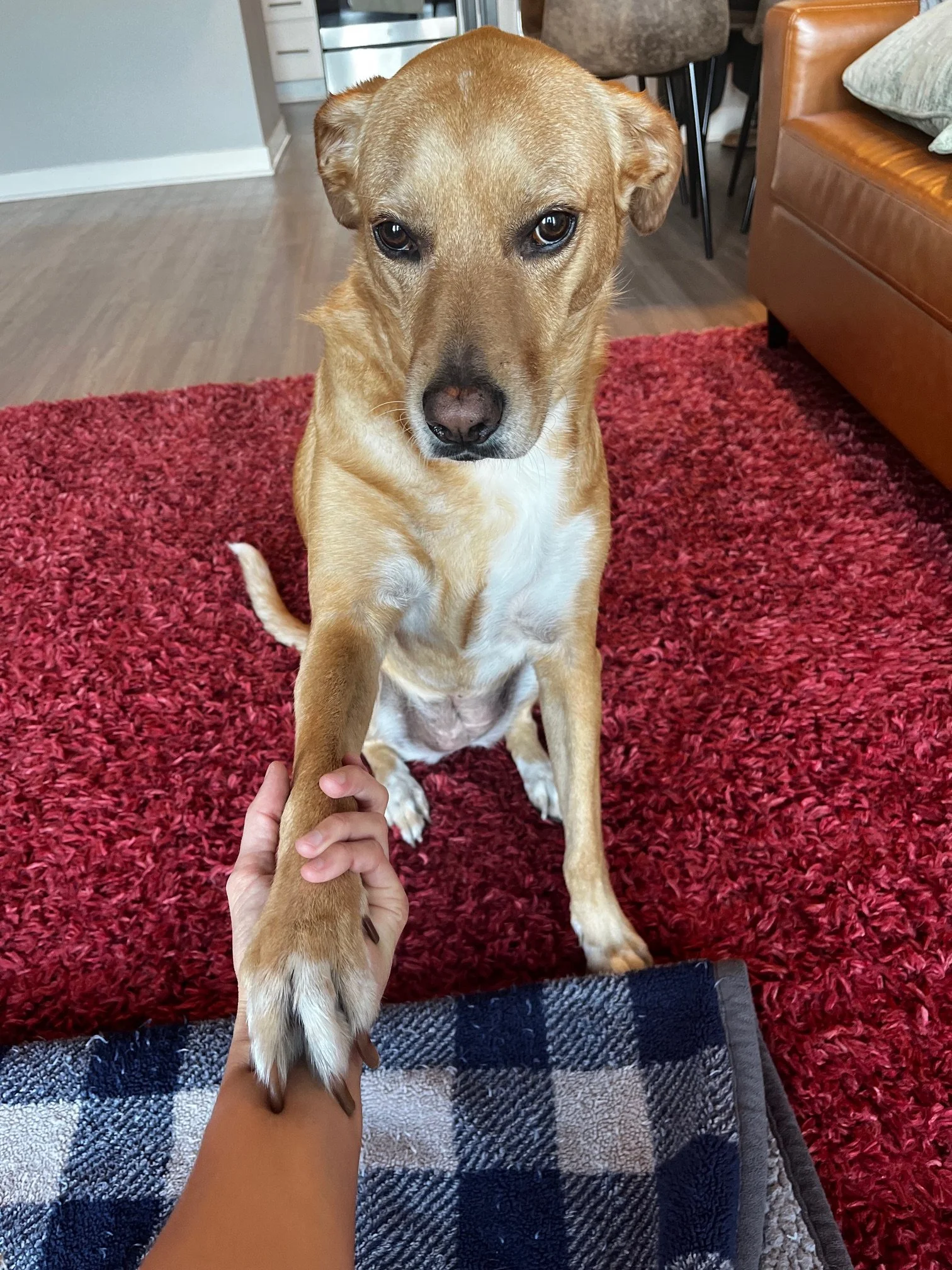 A tan dog with white markings on its chest sitting on a red shaggy rug, extending its paw to a person who is holding it, inside a living room.