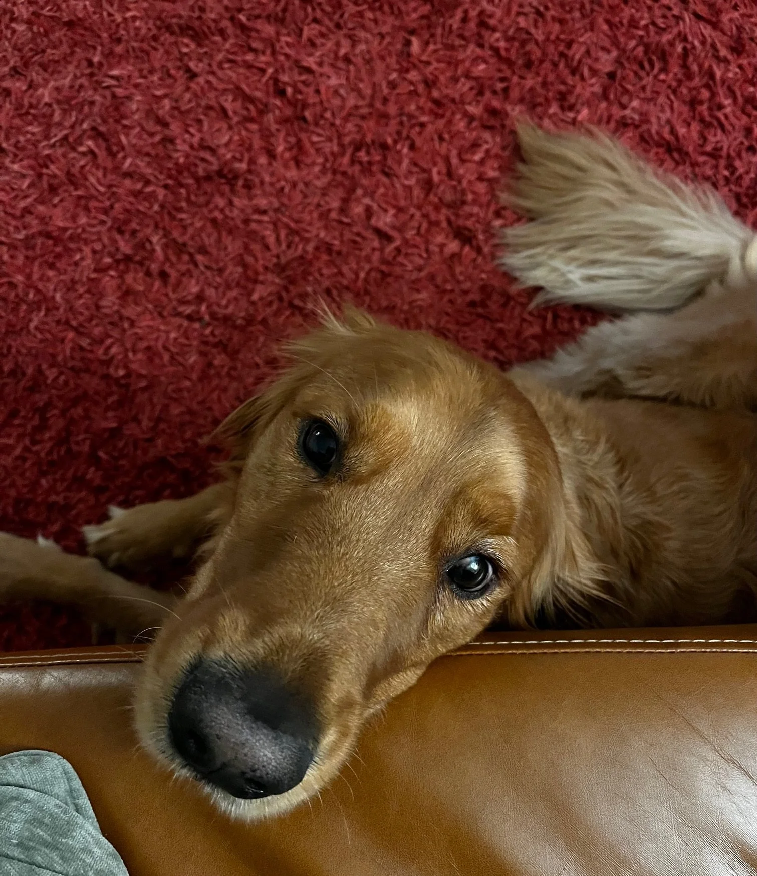 A golden retriever dog lying on a red carpet, resting its head on a brown leather surface, looking up with soulful eyes.