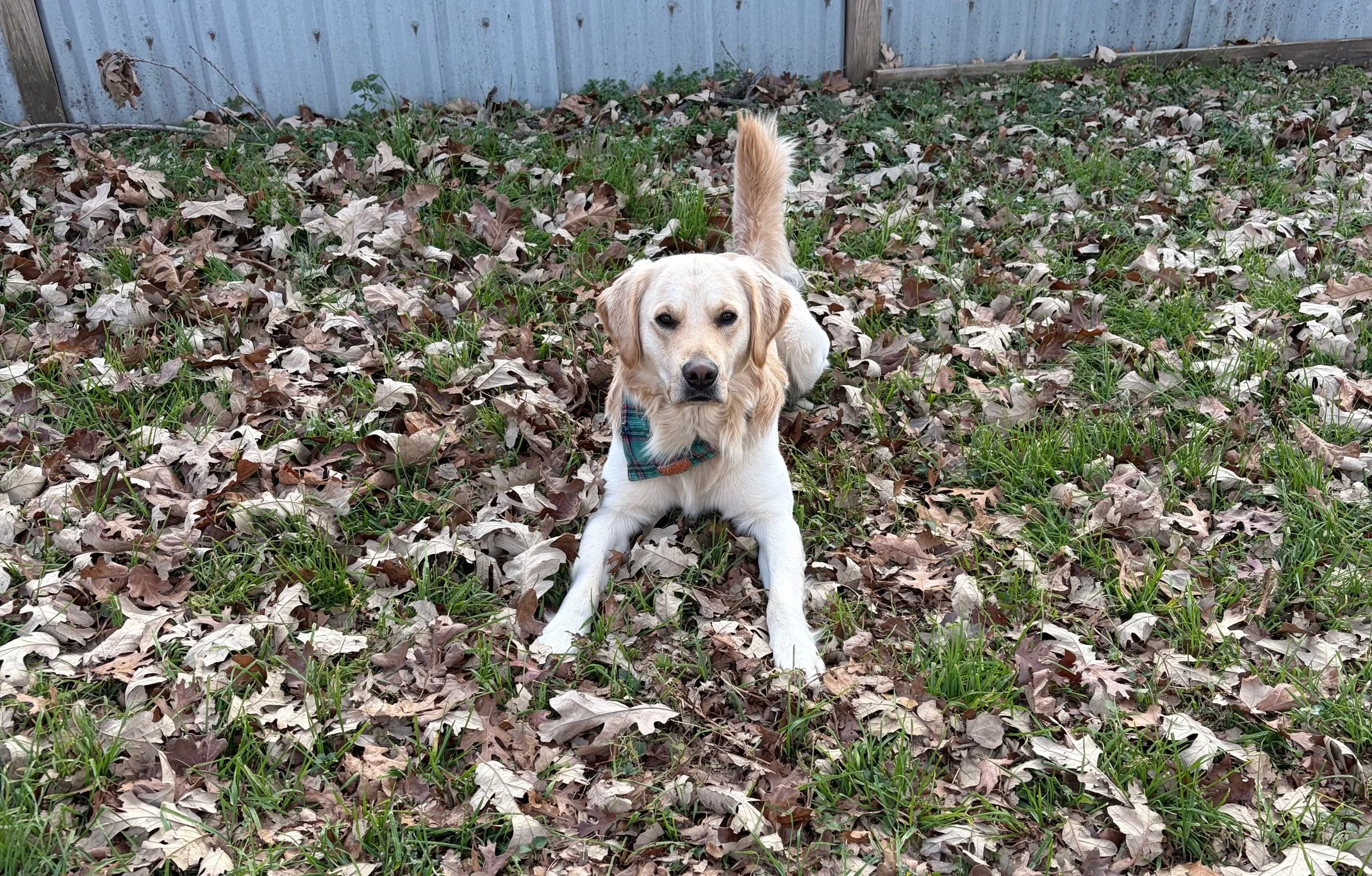 A golden retriever dog lying on the ground covered with dry leaves and some green grass, wearing a plaid bandana around its neck, in an outdoor setting with a metal fence in the background.