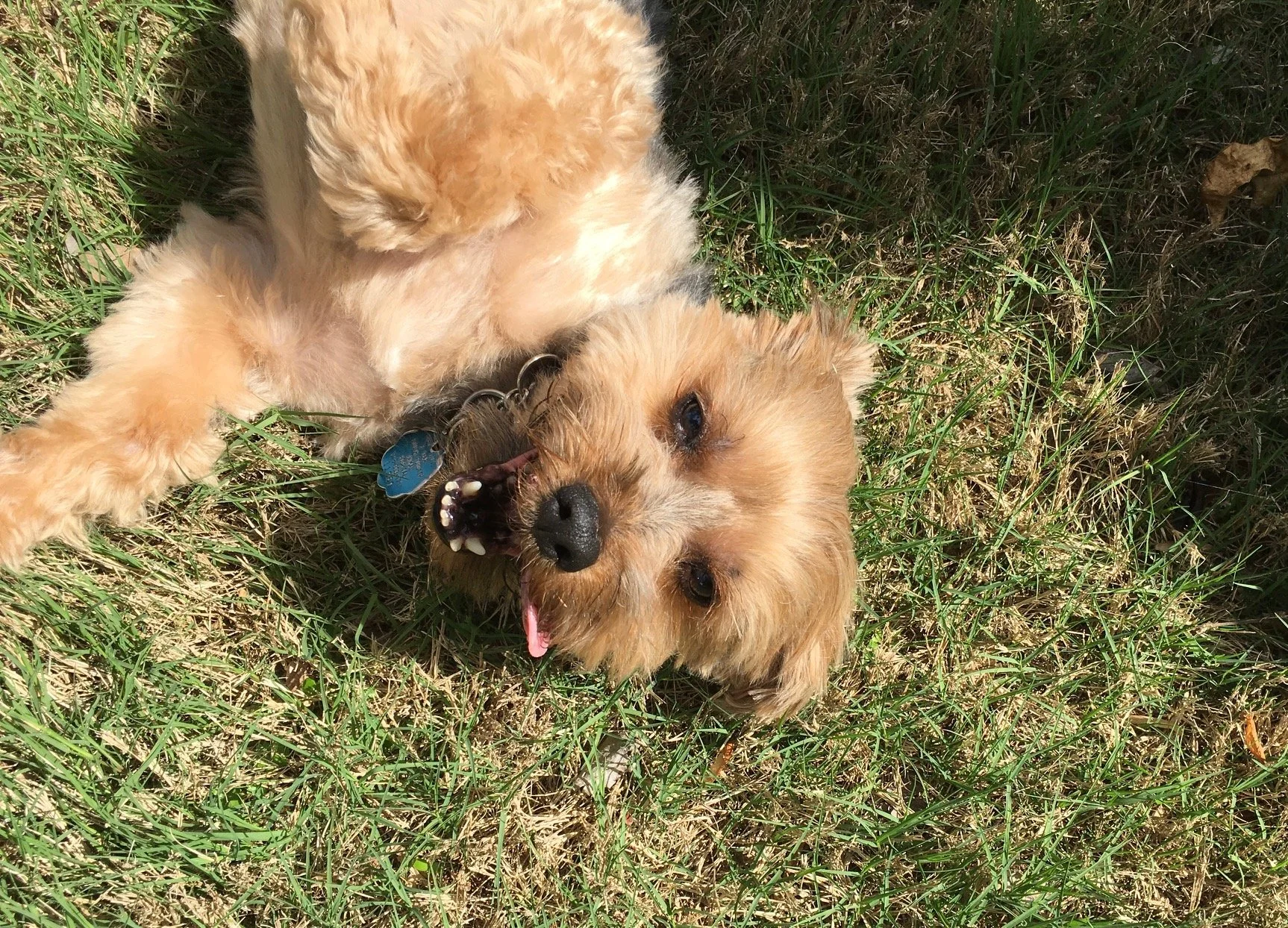 A small dog with tan fur lying on its back in the grass, looking at the camera with its mouth open and tongue out.