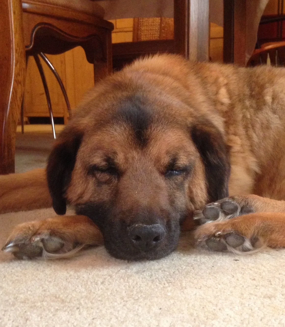 A large brown dog with black markings on its face sleeping on a beige carpet, with its head resting on the floor and paws stretched out in front.