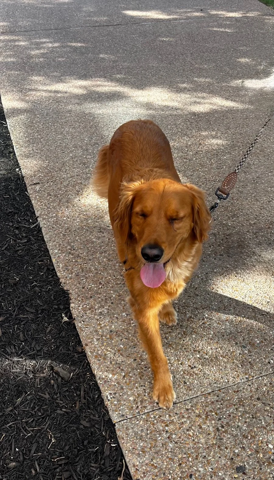 Golden retriever walking on a sidewalk with eyes closed and tongue out, attached to a leash.