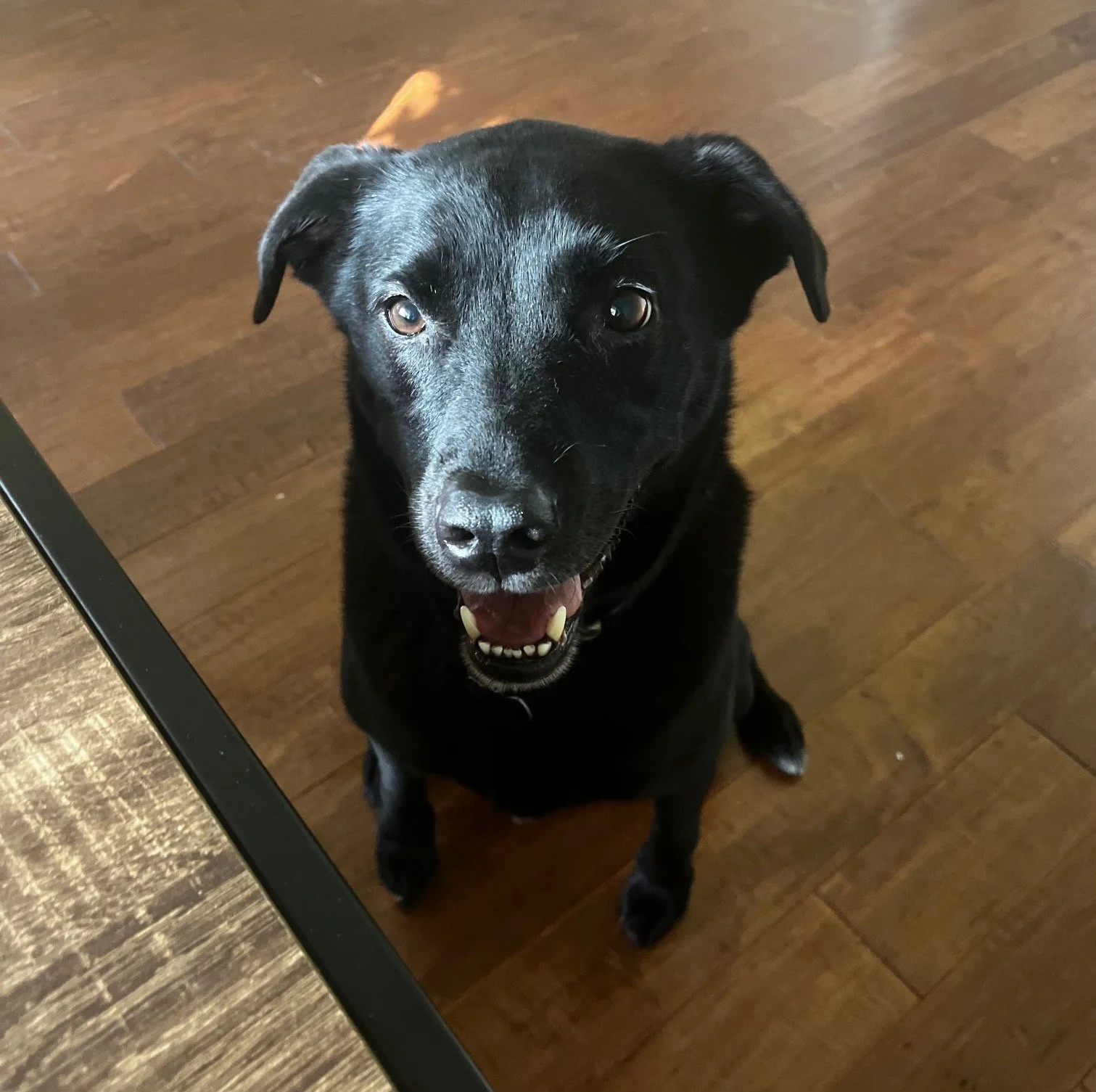 A black dog with brown eyes sitting on a wooden floor, looking up at the camera with mouth slightly open, showing teeth.