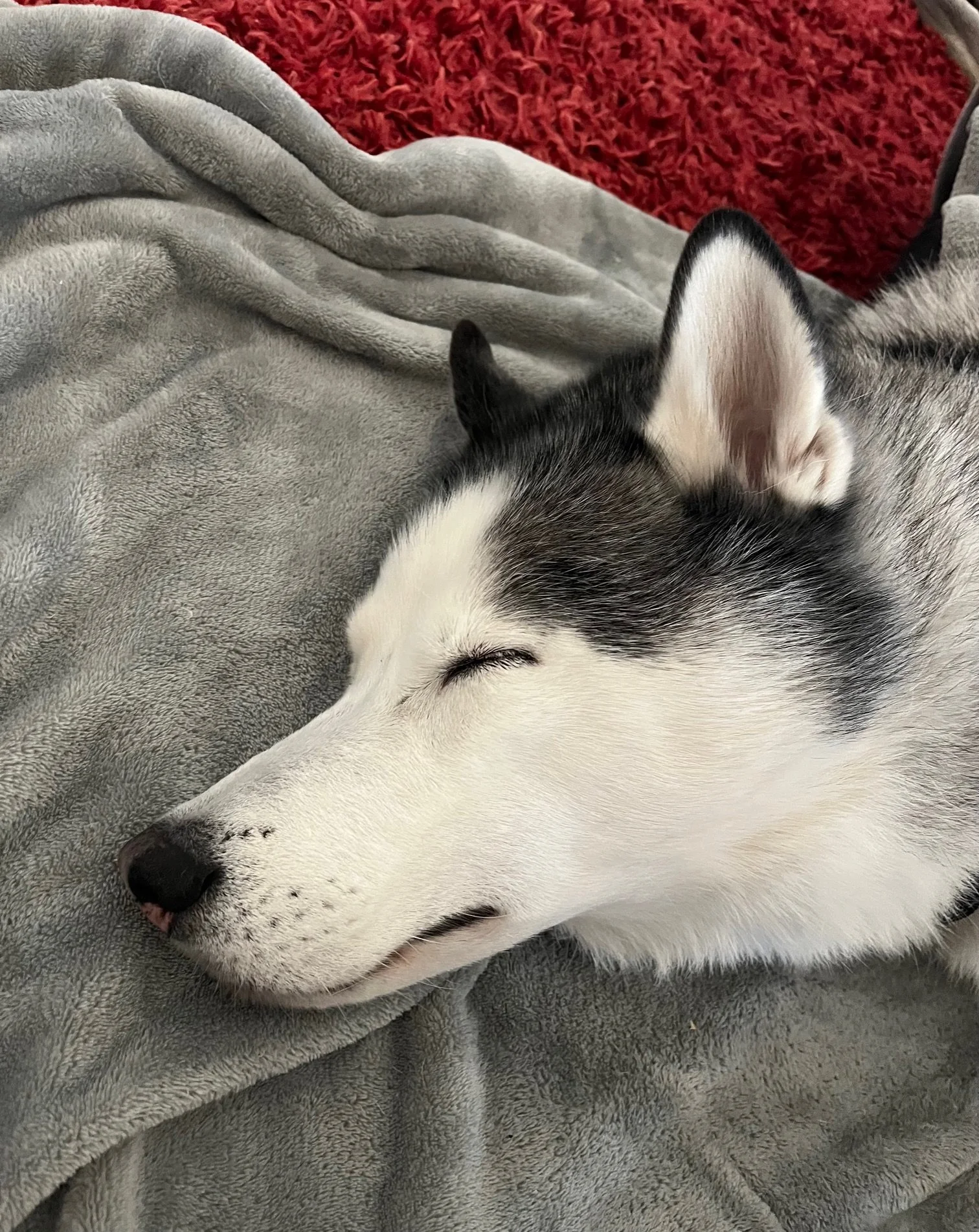 A close-up of a sleeping husky dog with black and white fur, lying on a gray blanket with a red textured pillow in the background.