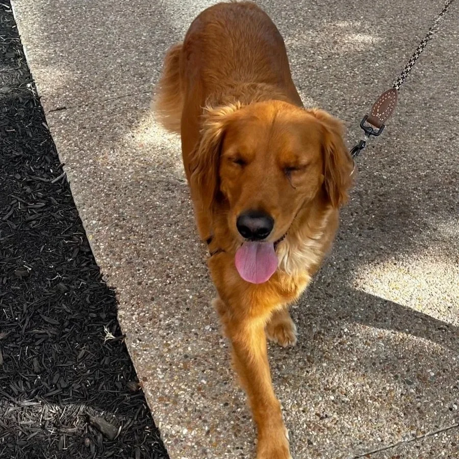 Golden retriever dog walking on a sidewalk with closed eyes and tongue out.