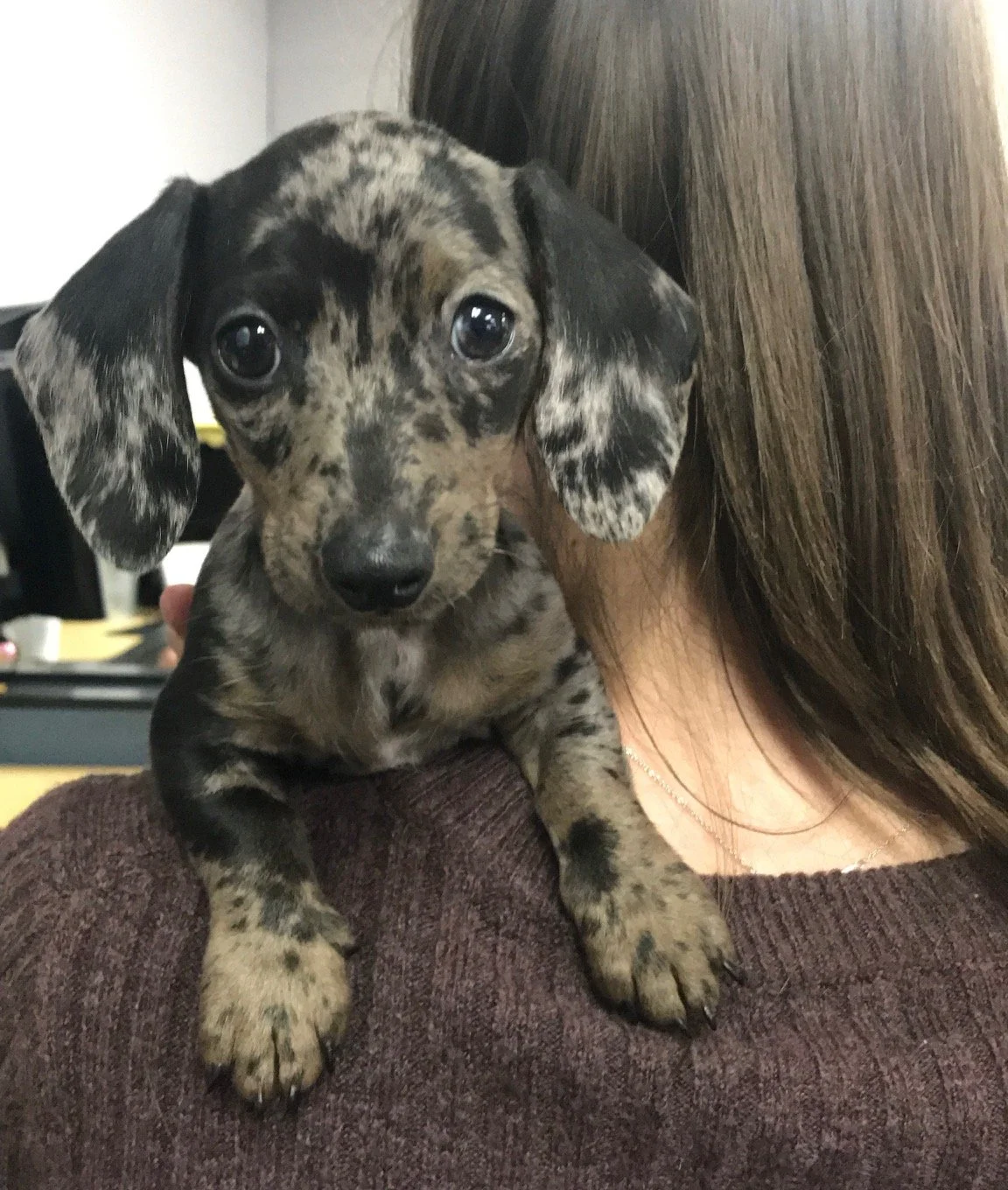 A puppy with a blue and black brindle coat resting on a person's shoulder indoors.