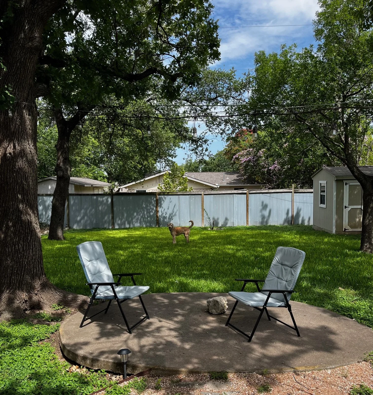 A backyard with two patio chairs on a concrete slab, surrounded by green grass, large trees, a metal fence, a small shed, and a dog standing on the lawn.