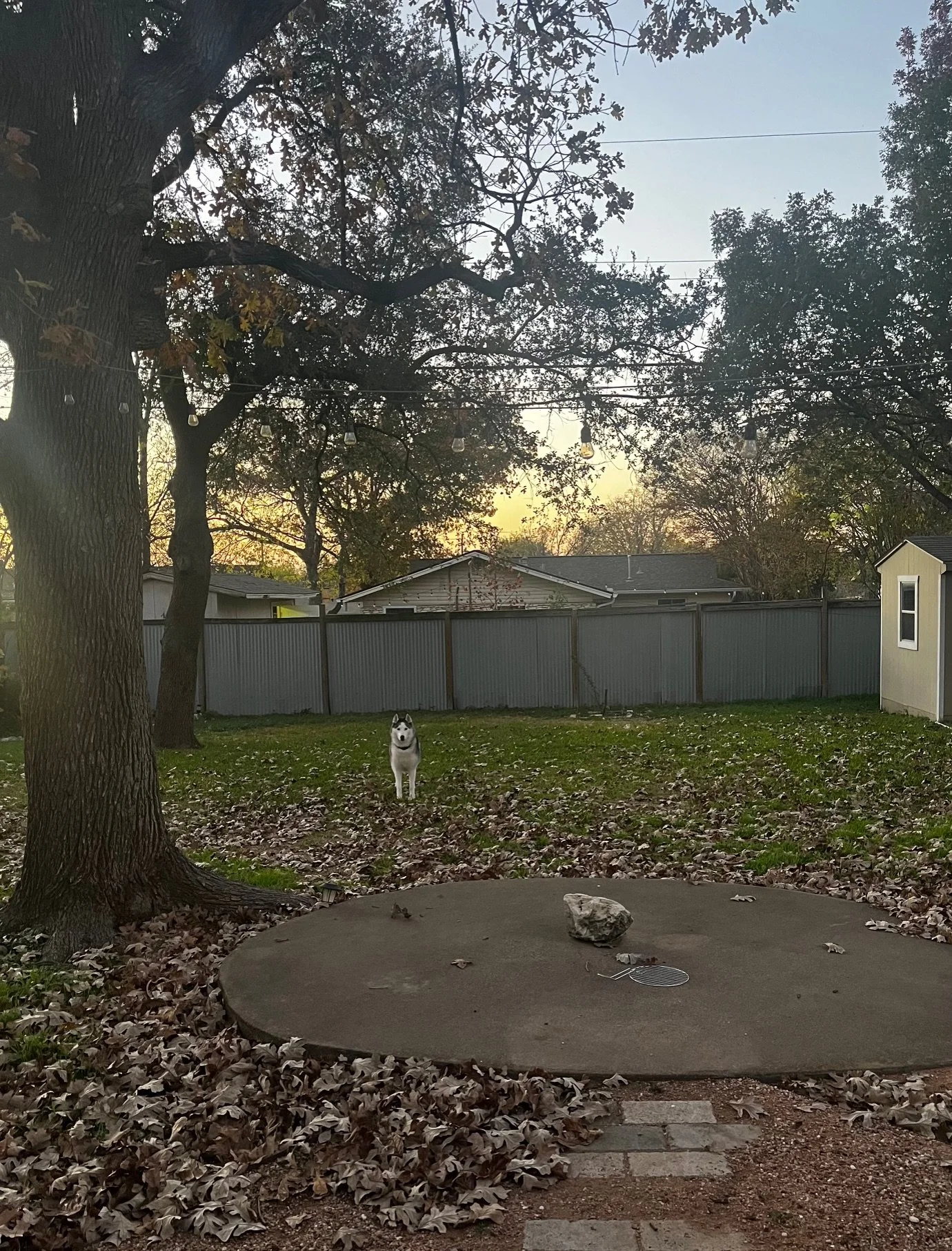 A backyard with a large tree, fallen leaves, and a Husky dog standing on the grass, with a fence and houses in the background at sunset.