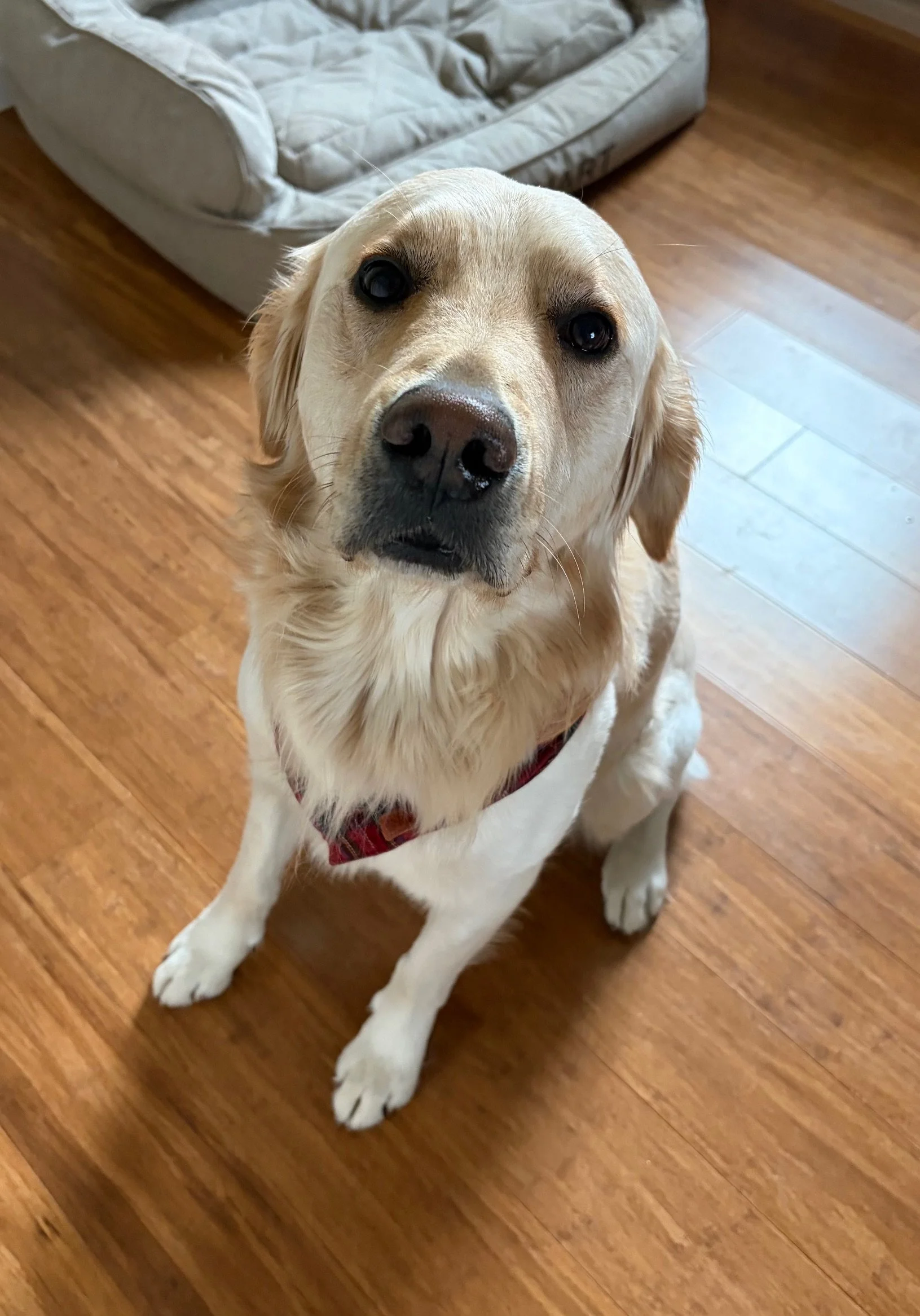 A golden retriever sitting on a hardwood floor, looking up at the camera, with a gray couch in the background.
