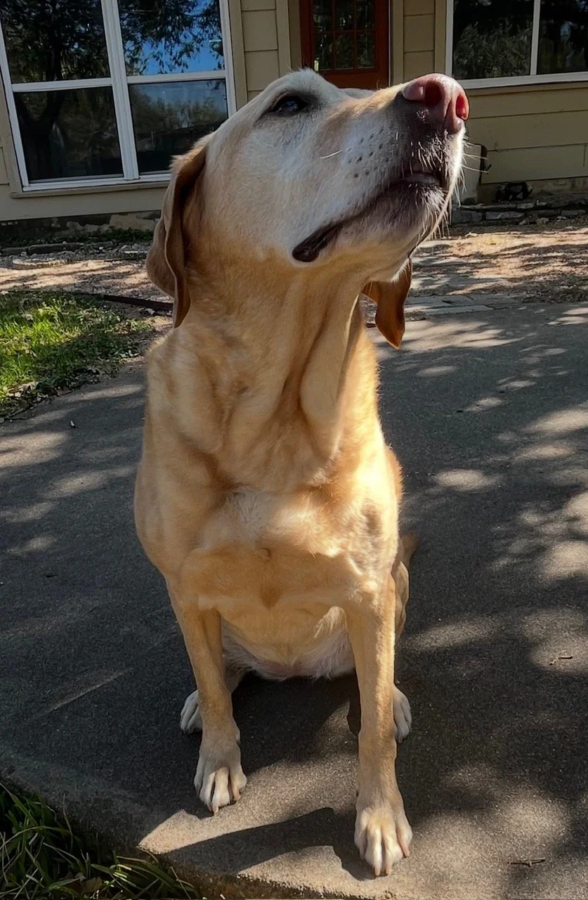 A yellow labrador retriever dog sitting outdoors on a concrete surface with its eyes closed and head raised, sunlight casting shadows, in front of a beige house with large windows.